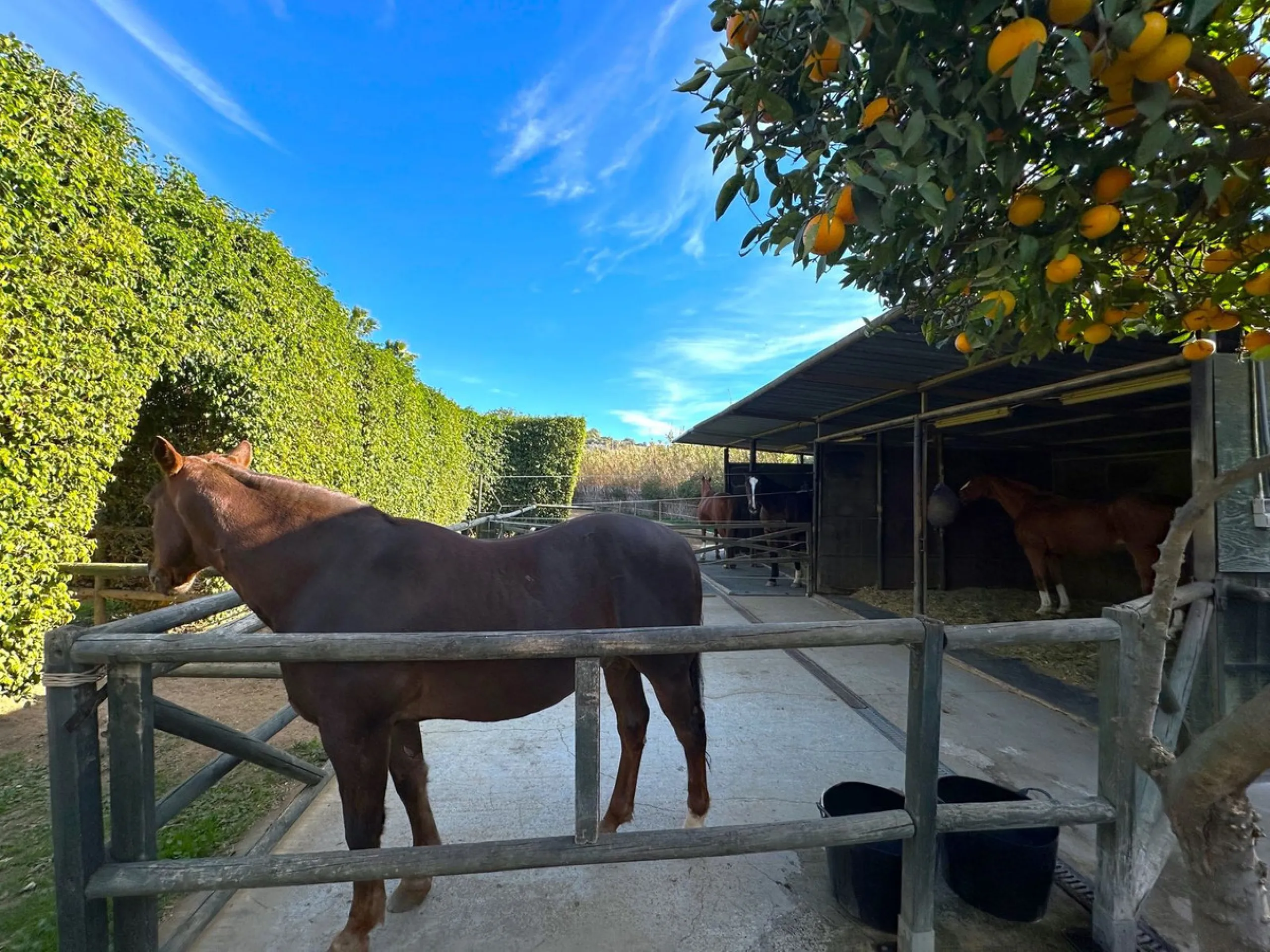 BEAUTIFUL VILLA WITH A LARGE PLOT OF 4.000 M2. With an excellent location, for people who are looking to live surrounded by nature and at the same time close to the city. Only 5 minutes driving from the beautiful centre of Estepona and its fantastic beach
