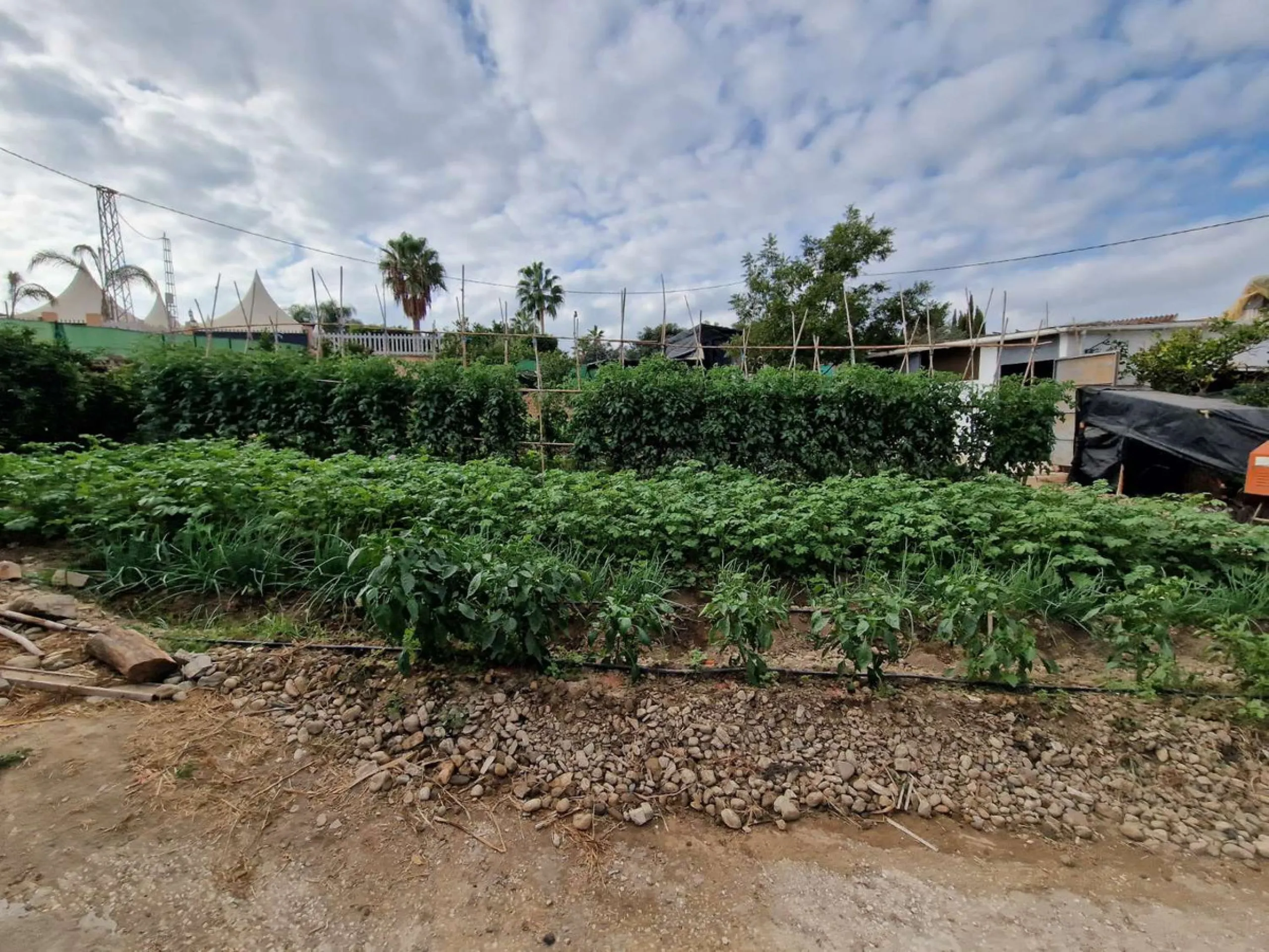 Rural property for sale in Alhaurín de la Torre with a tourist license located in the Romeral area on a 3000m2 plot, with 3 independent houses, swimming pool and gardens shared between the homes.