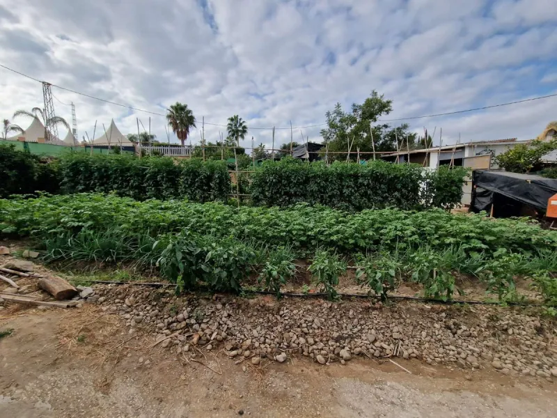 Rural property for sale in Alhaurín de la Torre with a tourist license located in the Romeral area on a 3000m2 plot, with 3 independent houses, swimming pool and gardens shared between the homes.