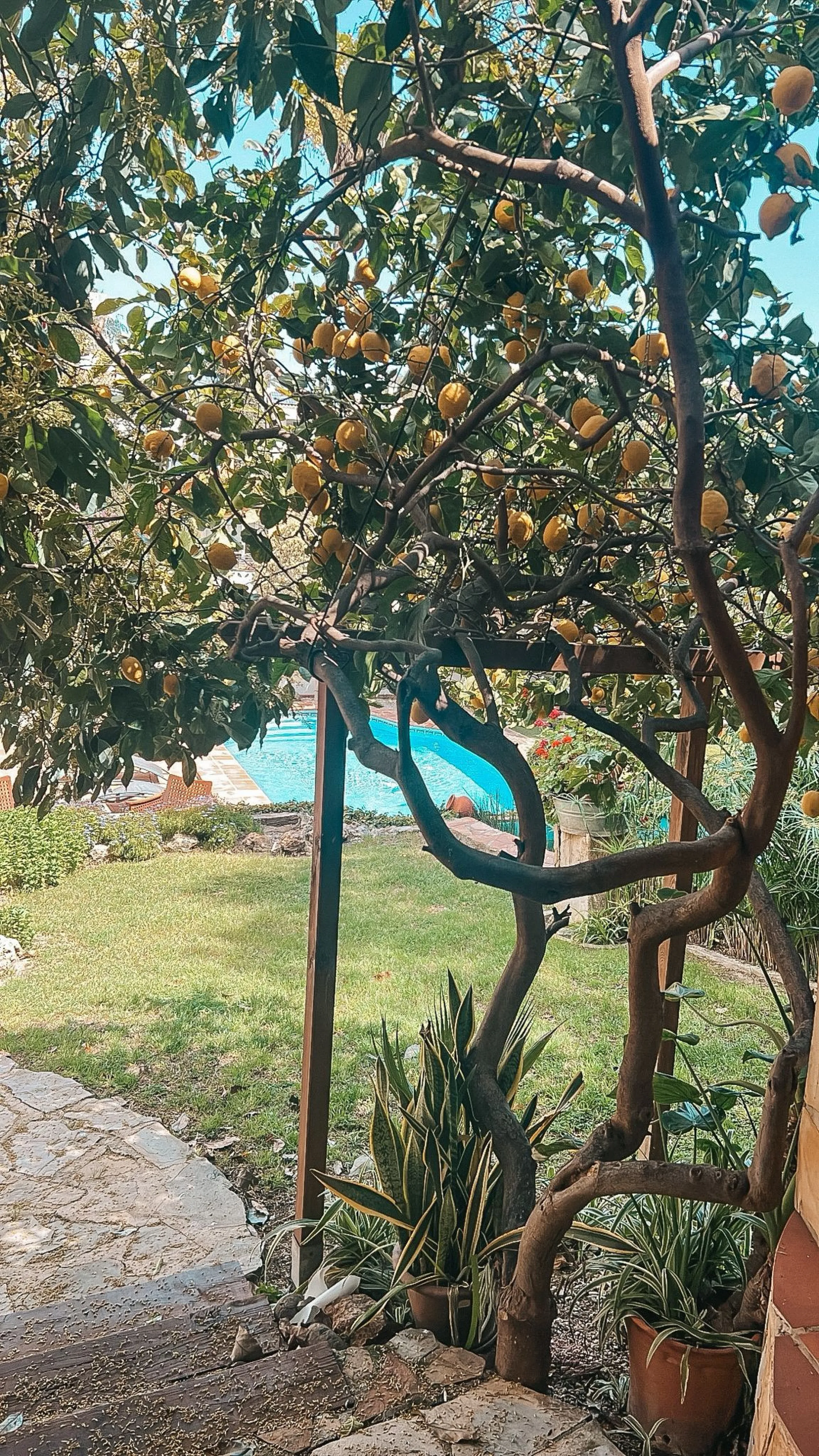 Diese außergewöhnliche Villa in der begehrten Wohngegend Los Jazmines von San Pedro de Alcantara, Malaga, bietet eine ausgezeichnete Gelegenheit für Wohnzwecke oder eine rentable Investition. Das Objekt verfügt über einen gültigen