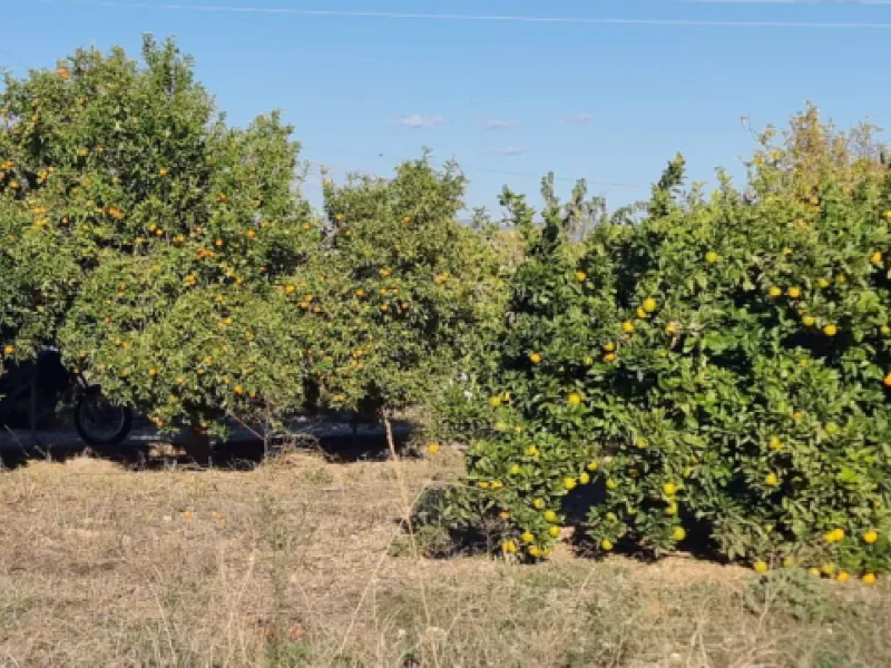 Irrigated farm with well water all year round and registered in the SAT irrigation community with the right to 30'