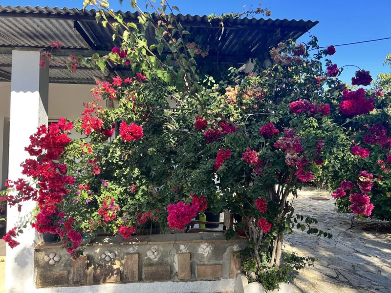 Wonderfull south facing Finca with a 3 bedroom house of 100 m2 in a very quiet location on a  3000 m2  plot with various fruit trees such as figs,oranges,chirimoyas,avocados etc,