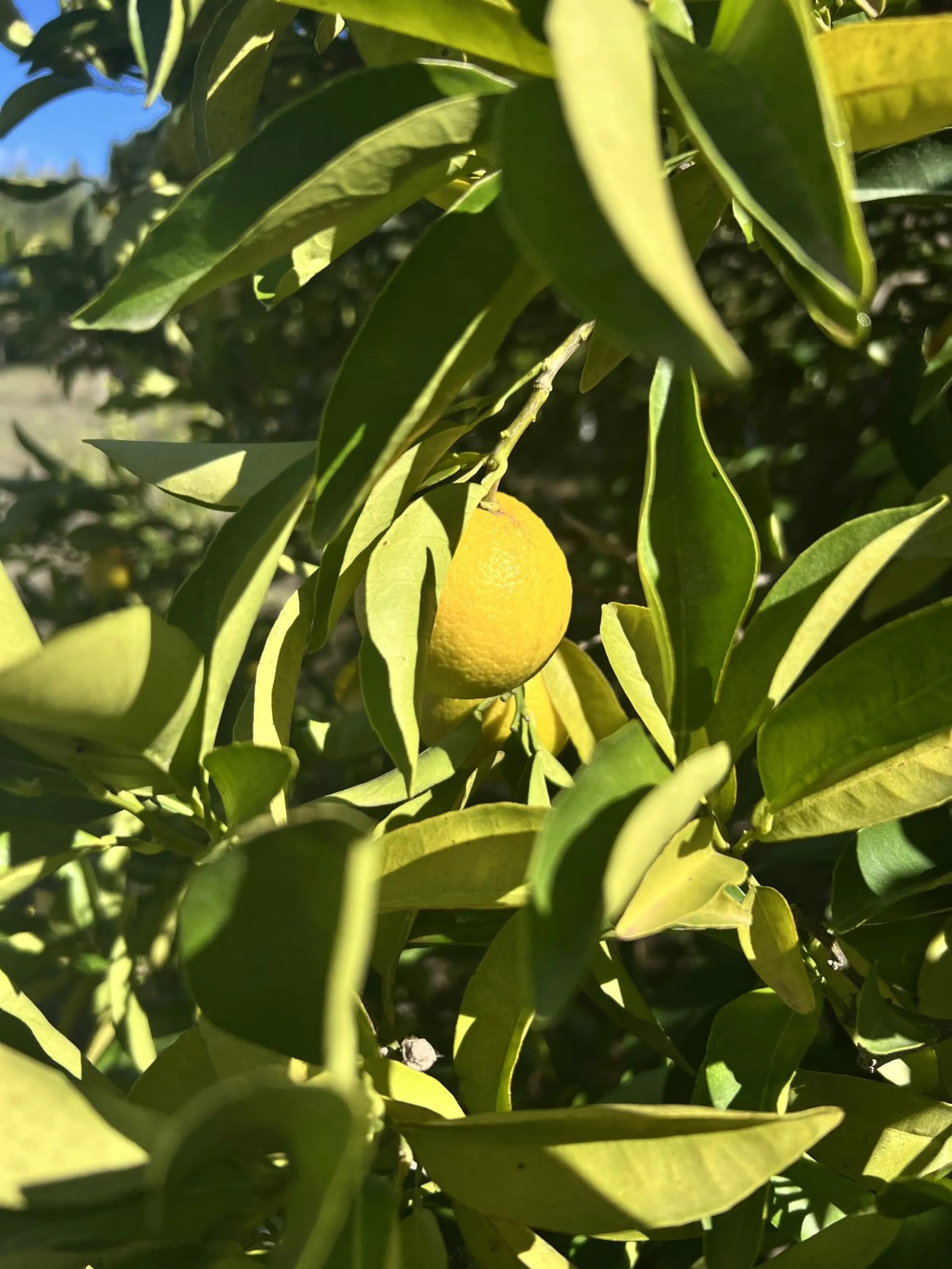 Wonderfull south facing Finca with a 3 bedroom house of 100 m2 in a very quiet location on a  3000 m2  plot with various fruit trees such as figs,oranges,chirimoyas,avocados etc,