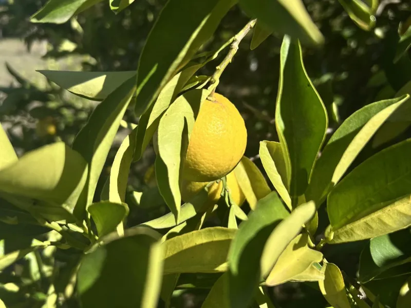 Wonderfull south facing Finca with a 3 bedroom house of 100 m2 in a very quiet location on a  3000 m2  plot with various fruit trees such as figs,oranges,chirimoyas,avocados etc,