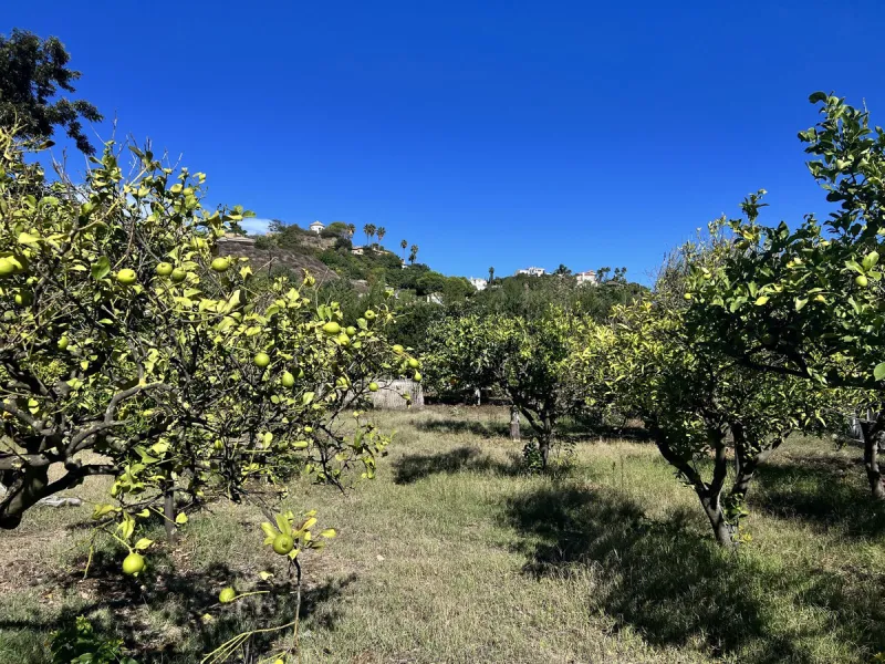 Wonderfull south facing Finca with a 3 bedroom house of 100 m2 in a very quiet location on a  3000 m2  plot with various fruit trees such as figs,oranges,chirimoyas,avocados etc,