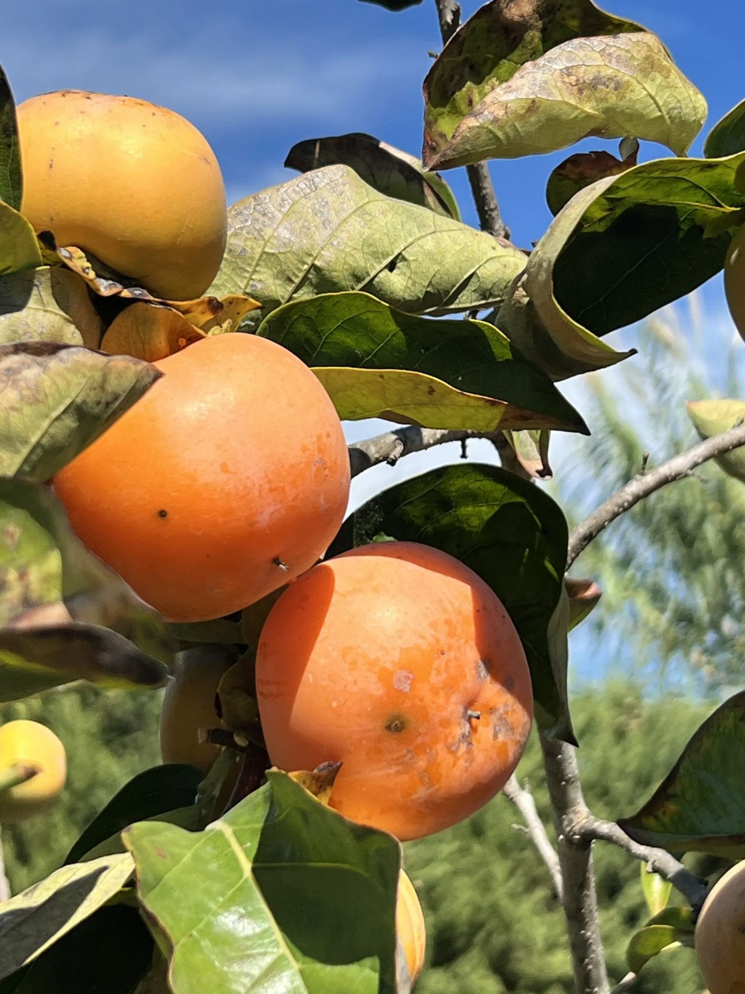 Wonderfull south facing Finca with a 3 bedroom house of 100 m2 in a very quiet location on a  3000 m2  plot with various fruit trees such as figs,oranges,chirimoyas,avocados etc,
