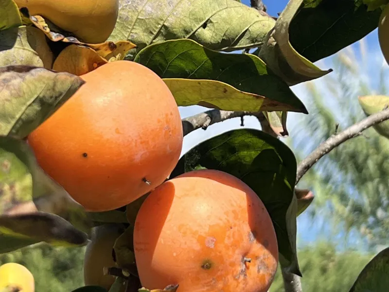 Wonderfull south facing Finca with a 3 bedroom house of 100 m2 in a very quiet location on a  3000 m2  plot with various fruit trees such as figs,oranges,chirimoyas,avocados etc,