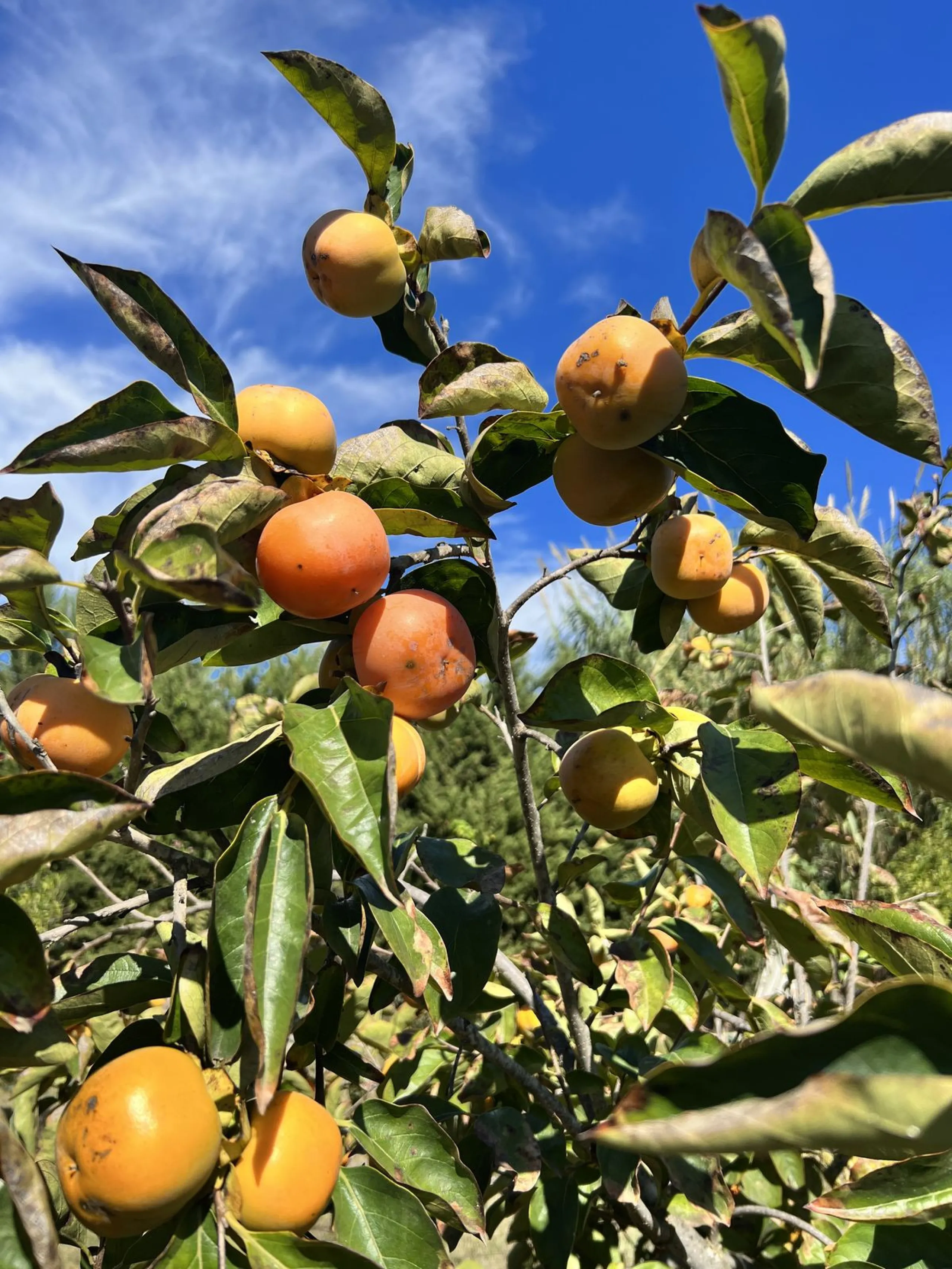Wonderfull south facing Finca with a 3 bedroom house of 100 m2 in a very quiet location on a  3000 m2  plot with various fruit trees such as figs,oranges,chirimoyas,avocados etc,