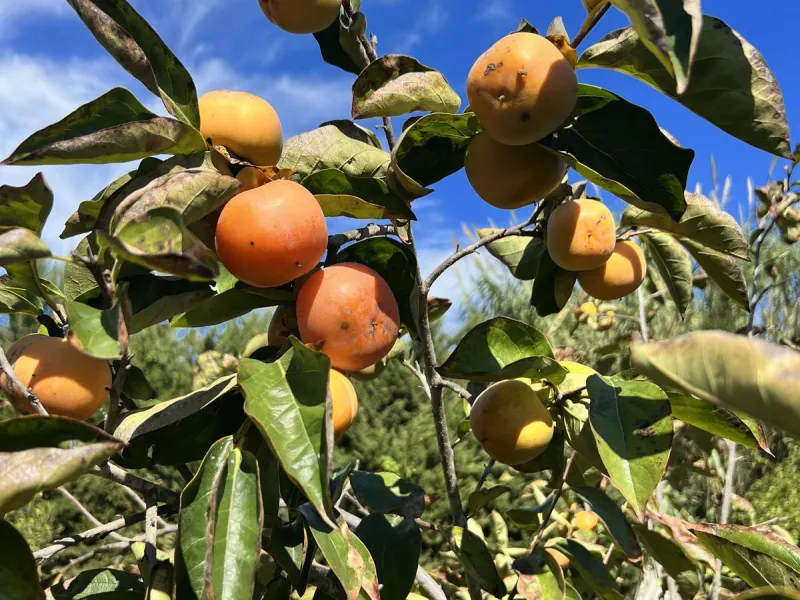 Wonderfull south facing Finca with a 3 bedroom house of 100 m2 in a very quiet location on a  3000 m2  plot with various fruit trees such as figs,oranges,chirimoyas,avocados etc,