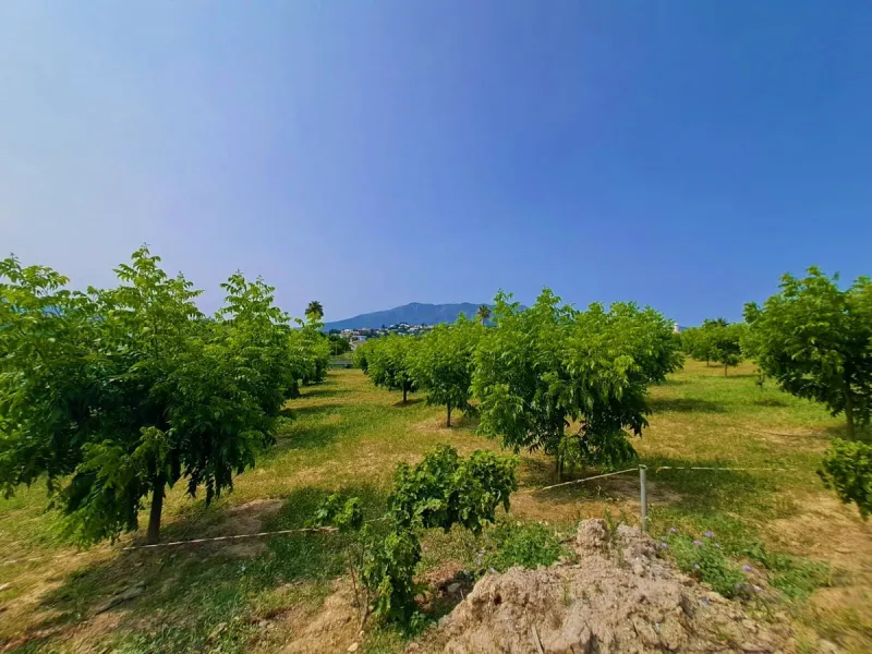 Plot of walnut trees of almost 5.000 m2 next to the Lagunas de Mijas. It is an agricultural property with electricity and water, it has a quarterly water cost of 150 euros fixed, so with 50 euros per month you have all the necessary water for the farm. On