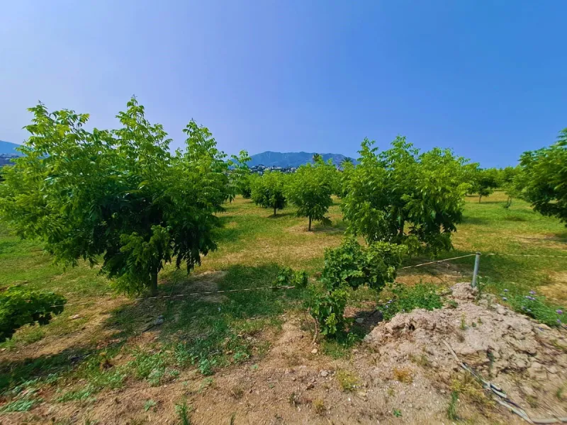 Plot of walnut trees of almost 5.000 m2 next to the Lagunas de Mijas. It is an agricultural property with electricity and water, it has a quarterly water cost of 150 euros fixed, so with 50 euros per month you have all the necessary water for the farm. On