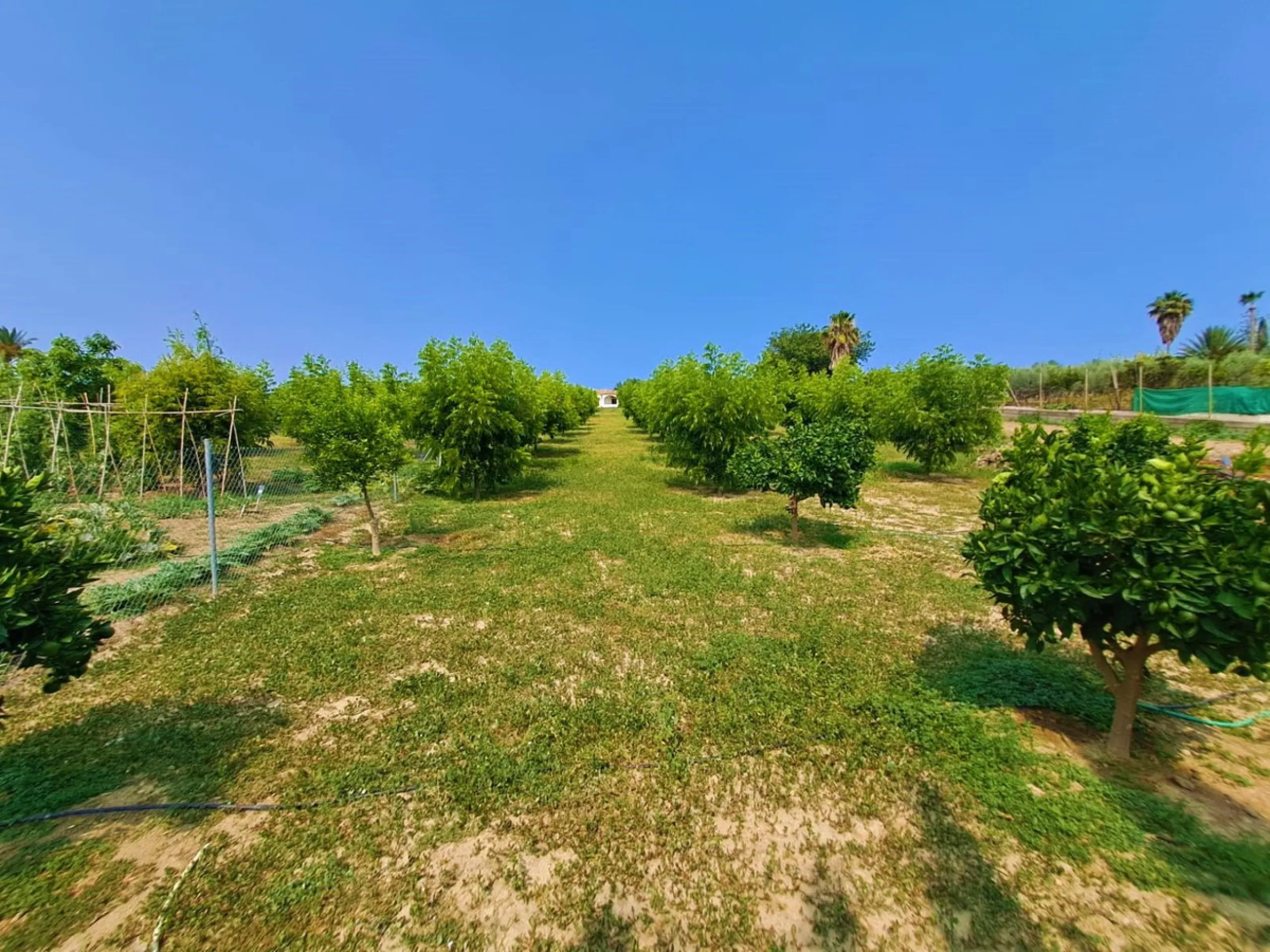 Plot of walnut trees of almost 5.000 m2 next to the Lagunas de Mijas. It is an agricultural property with electricity and water, it has a quarterly water cost of 150 euros fixed, so with 50 euros per month you have all the necessary water for the farm. On