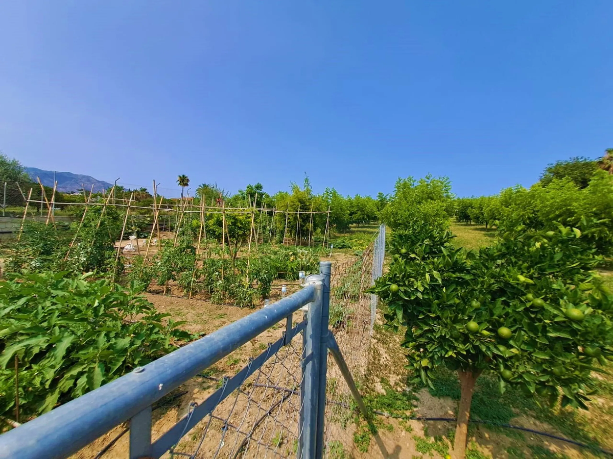 Plot of walnut trees of almost 5.000 m2 next to the Lagunas de Mijas. It is an agricultural property with electricity and water, it has a quarterly water cost of 150 euros fixed, so with 50 euros per month you have all the necessary water for the farm. On