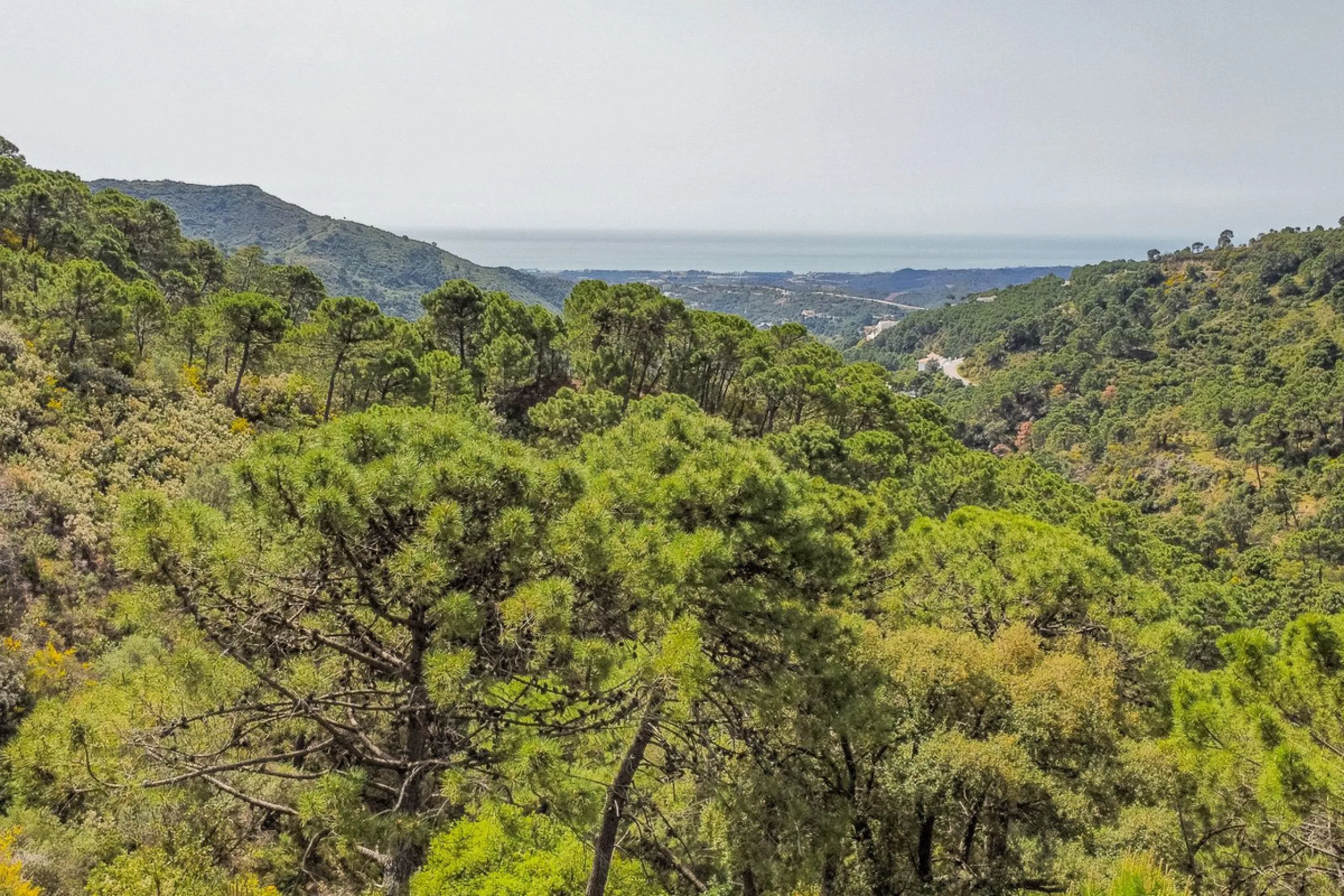 Fantastic rustic plot in Monte Mayor, Benahavís.