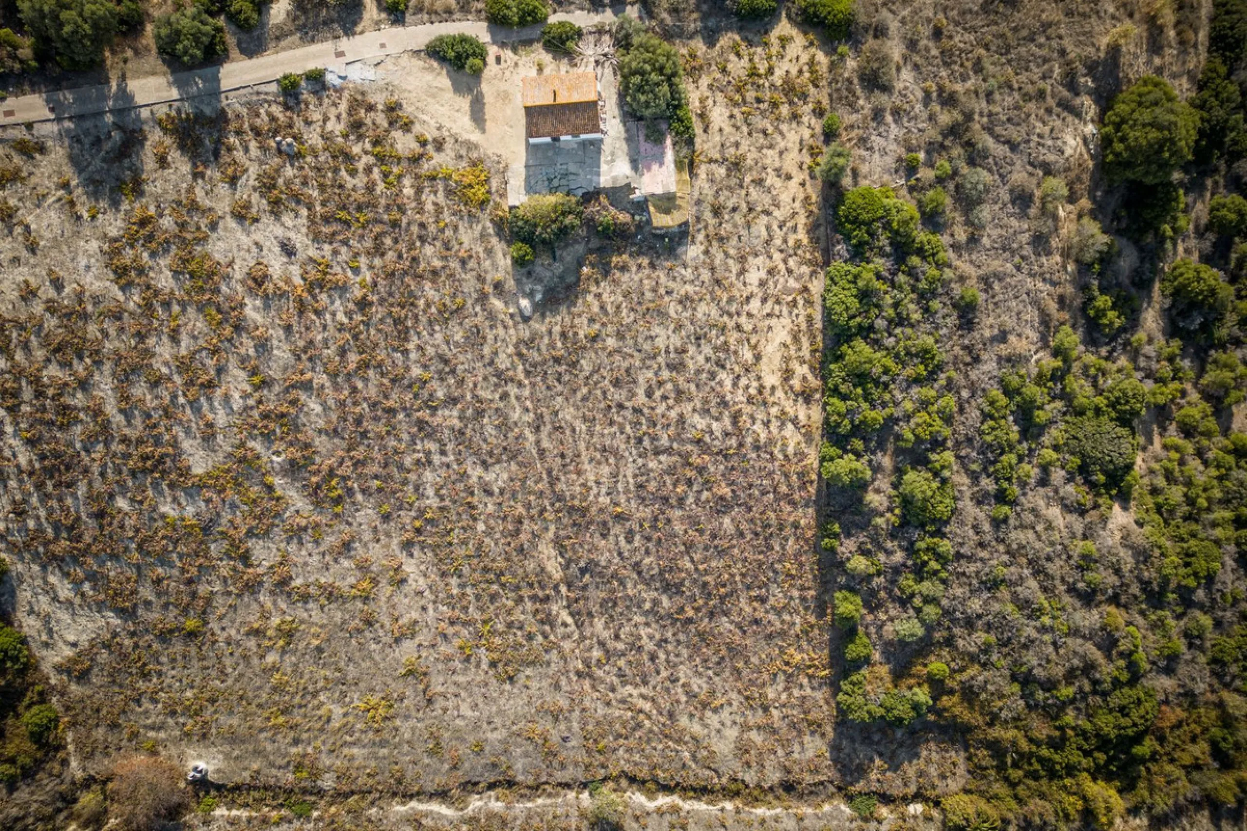 Land on undeveloped land for protection of vineyards with a house in Manilva.