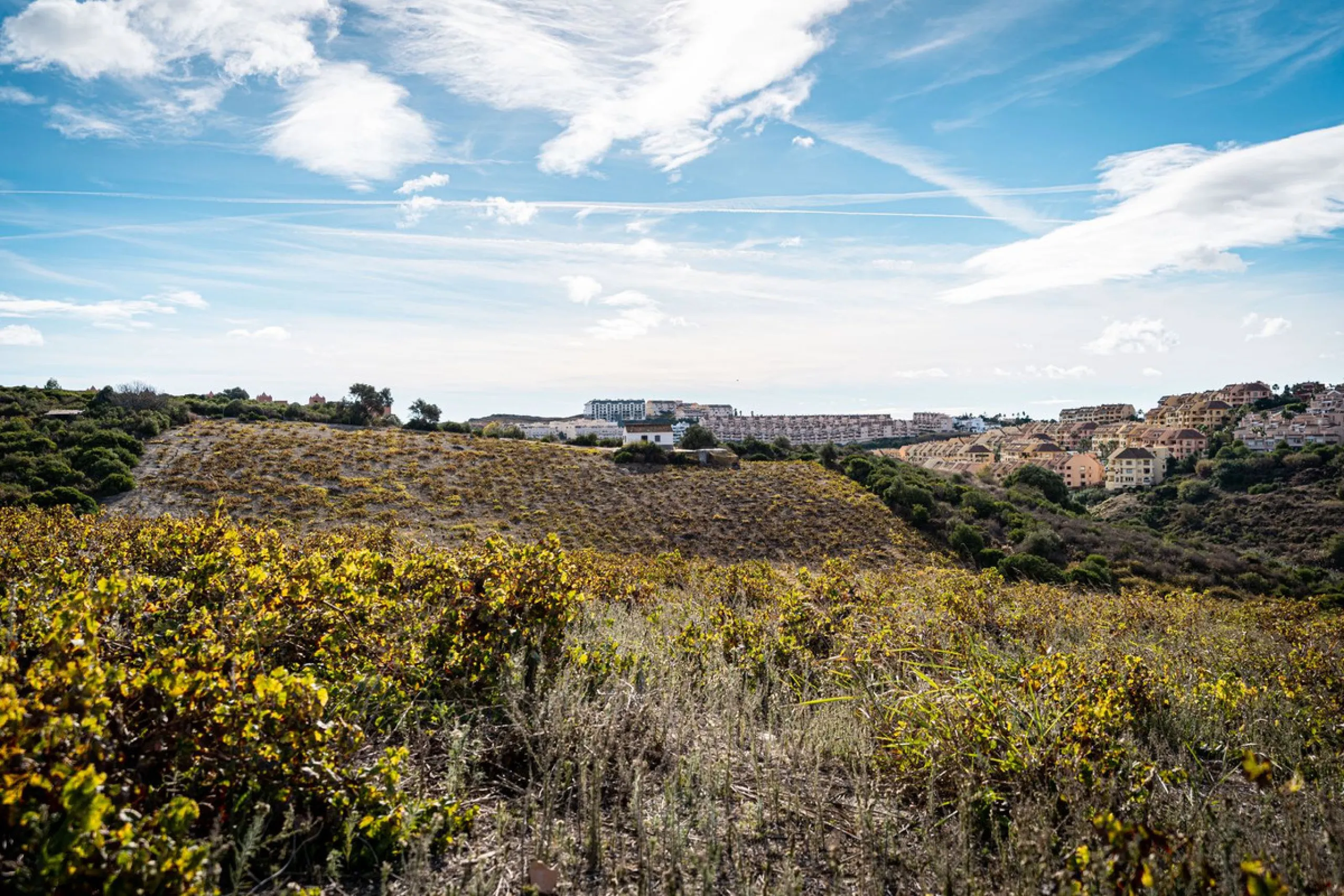 Land on undeveloped land for protection of vineyards with a house in Manilva.