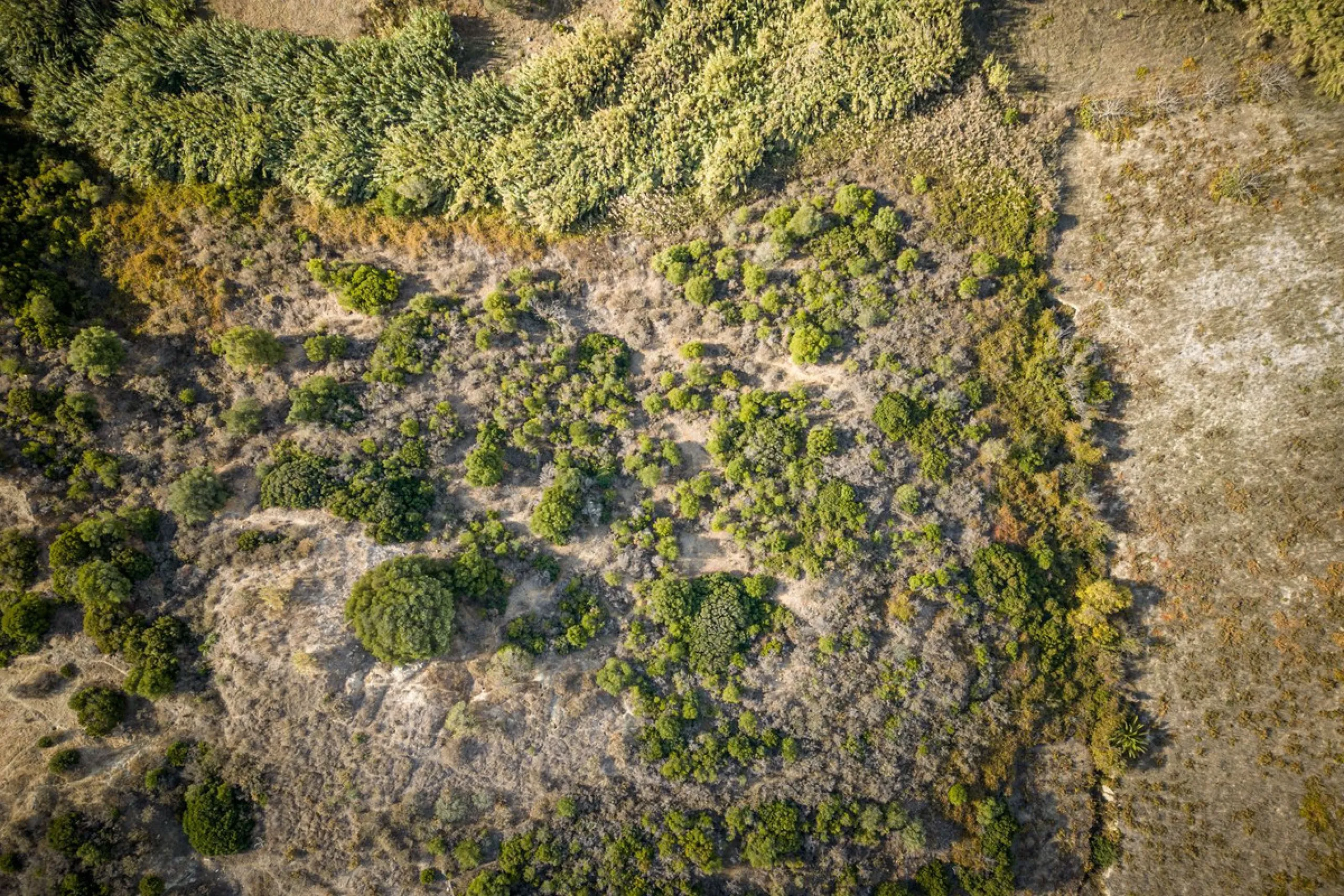 Land on undeveloped land for protection of vineyards with a house in Manilva.
