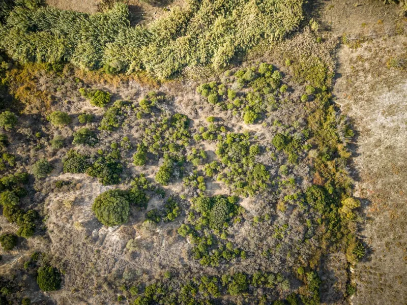 Land on undeveloped land for protection of vineyards with a house in Manilva.