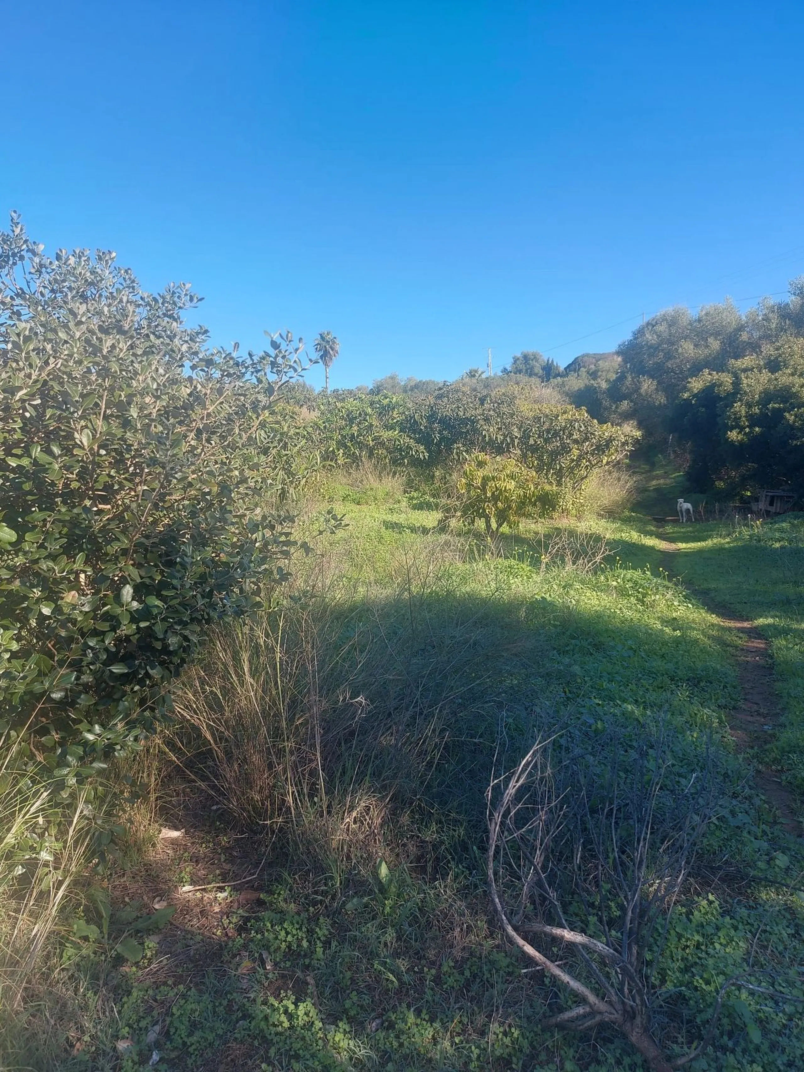 Finca - Cortijo, Estepona, Costa del Sol.