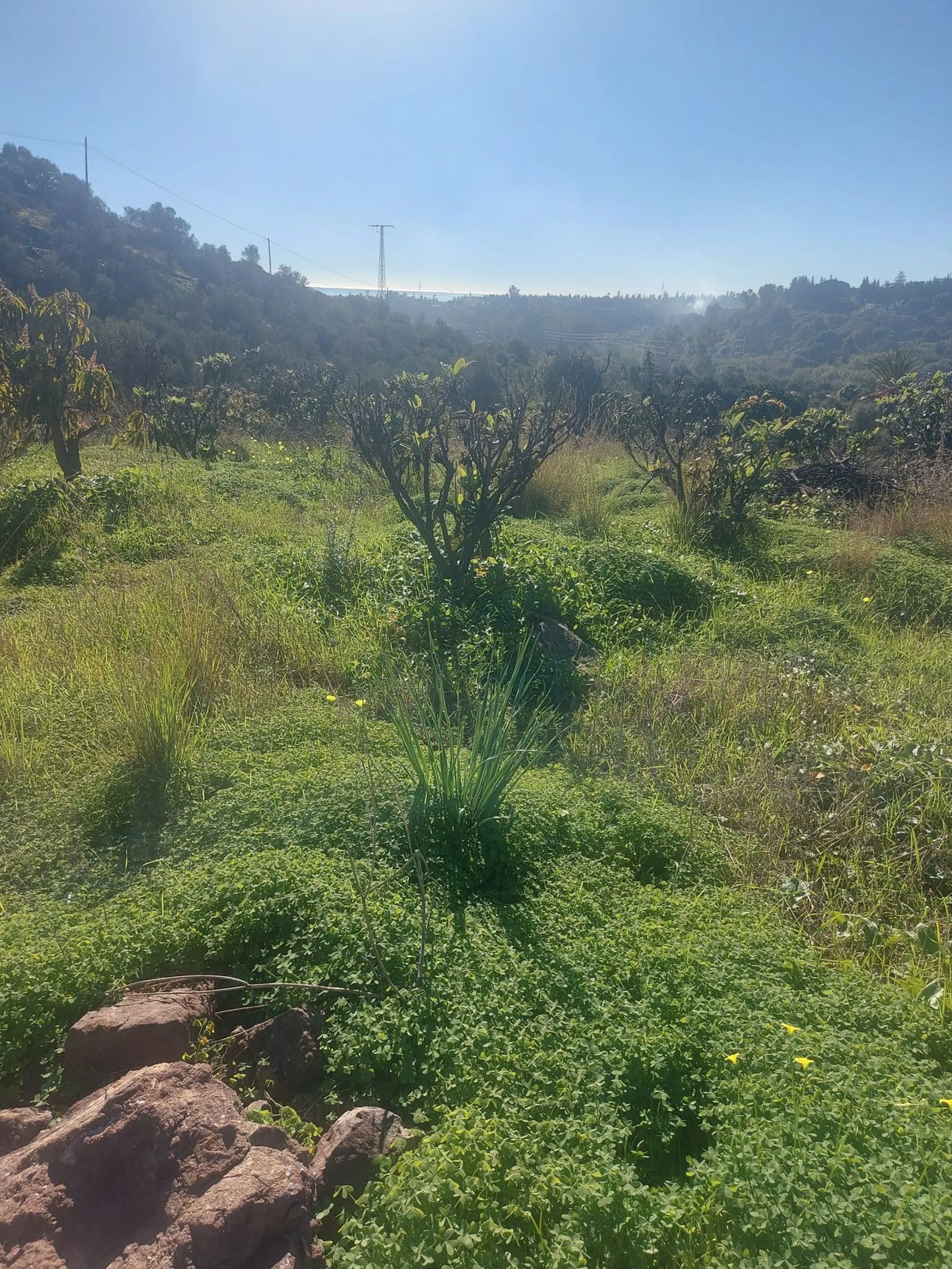 Finca - Cortijo, Estepona, Costa del Sol.