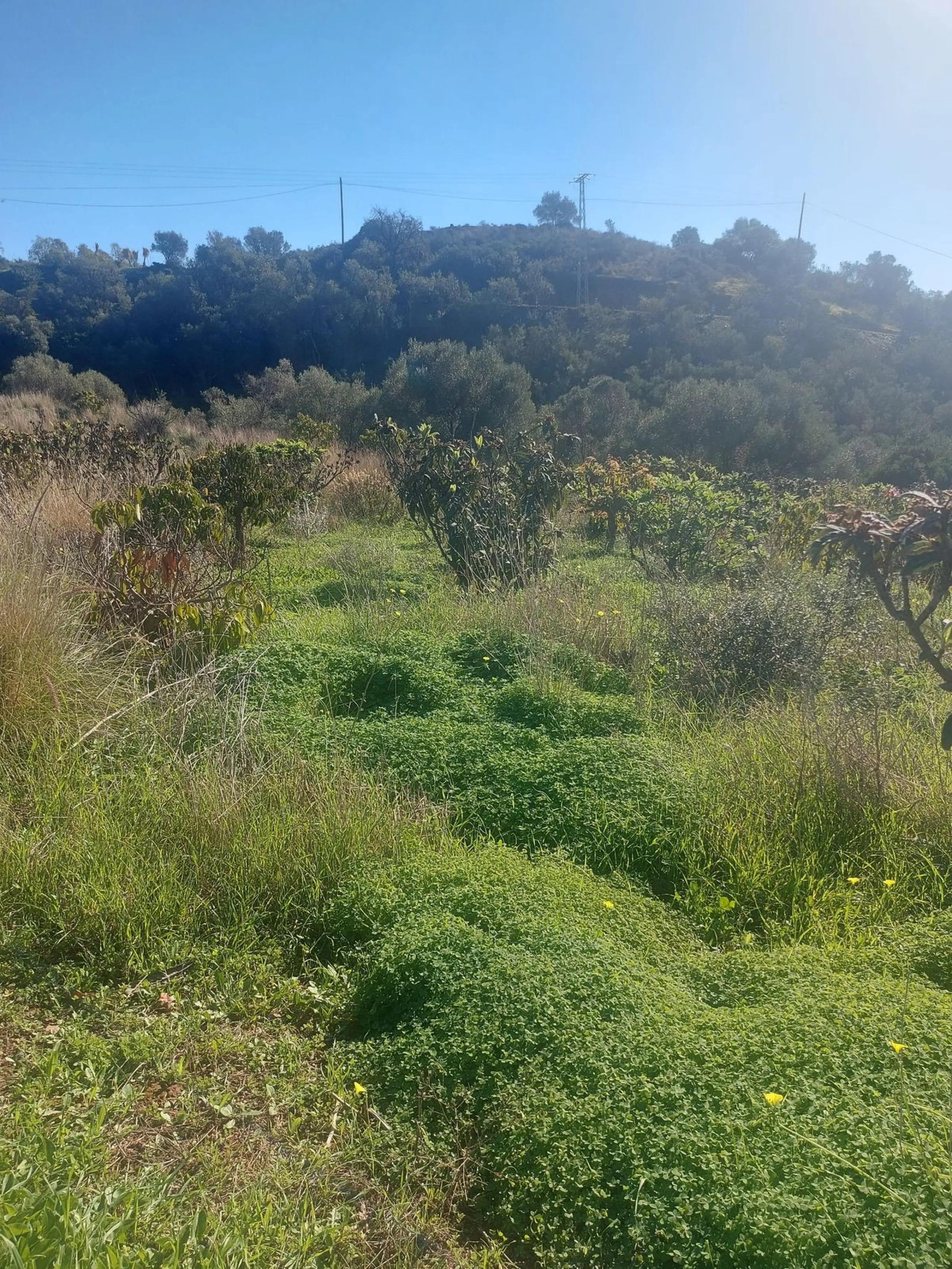 Finca - Cortijo, Estepona, Costa del Sol.