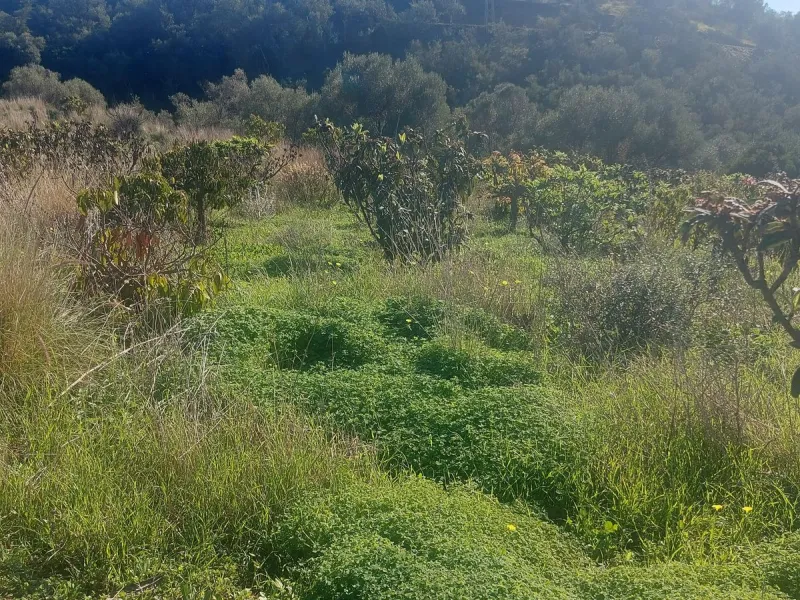 Finca - Cortijo, Estepona, Costa del Sol.