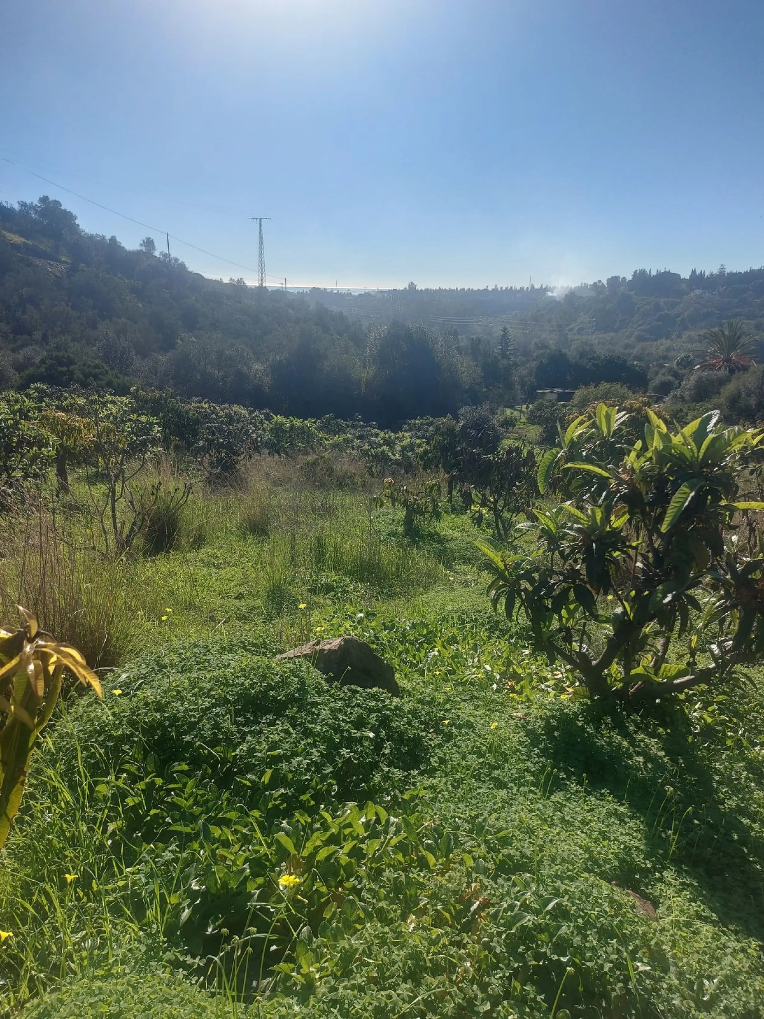 Finca - Cortijo, Estepona, Costa del Sol.