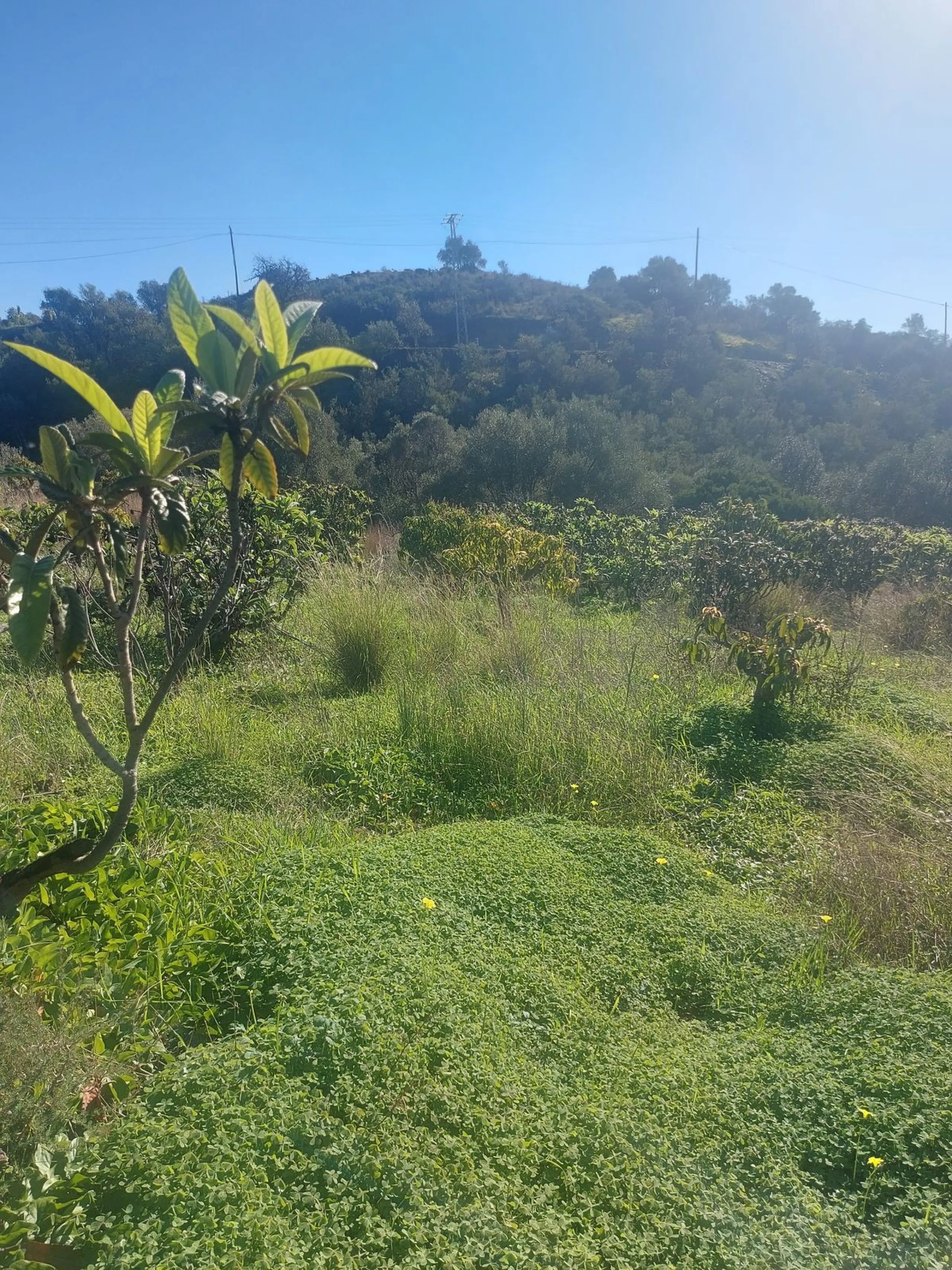 Finca - Cortijo, Estepona, Costa del Sol.