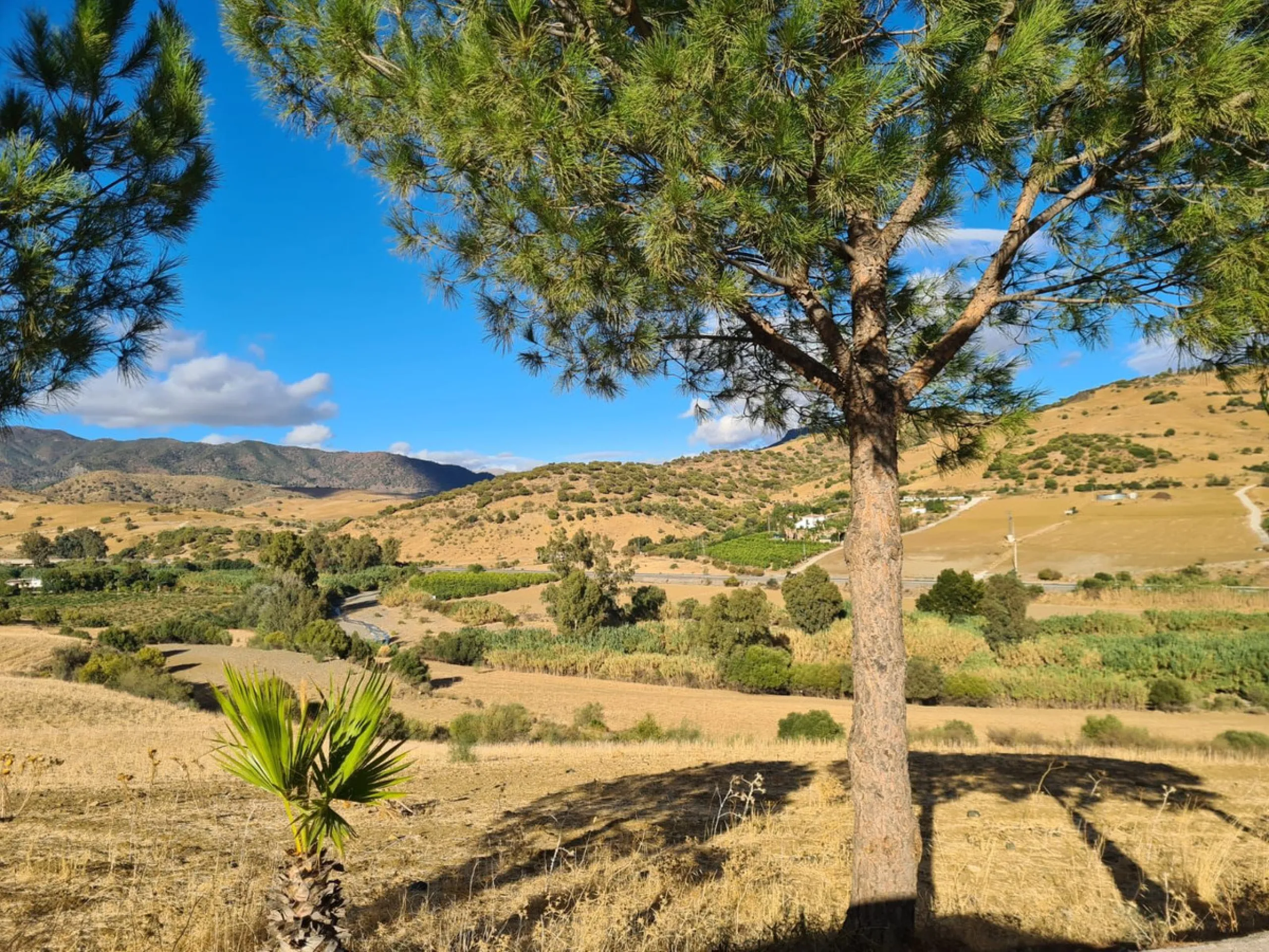 Lovely finca for sale with 120,000m2 land. Good access just 4 minutes from the main road.
