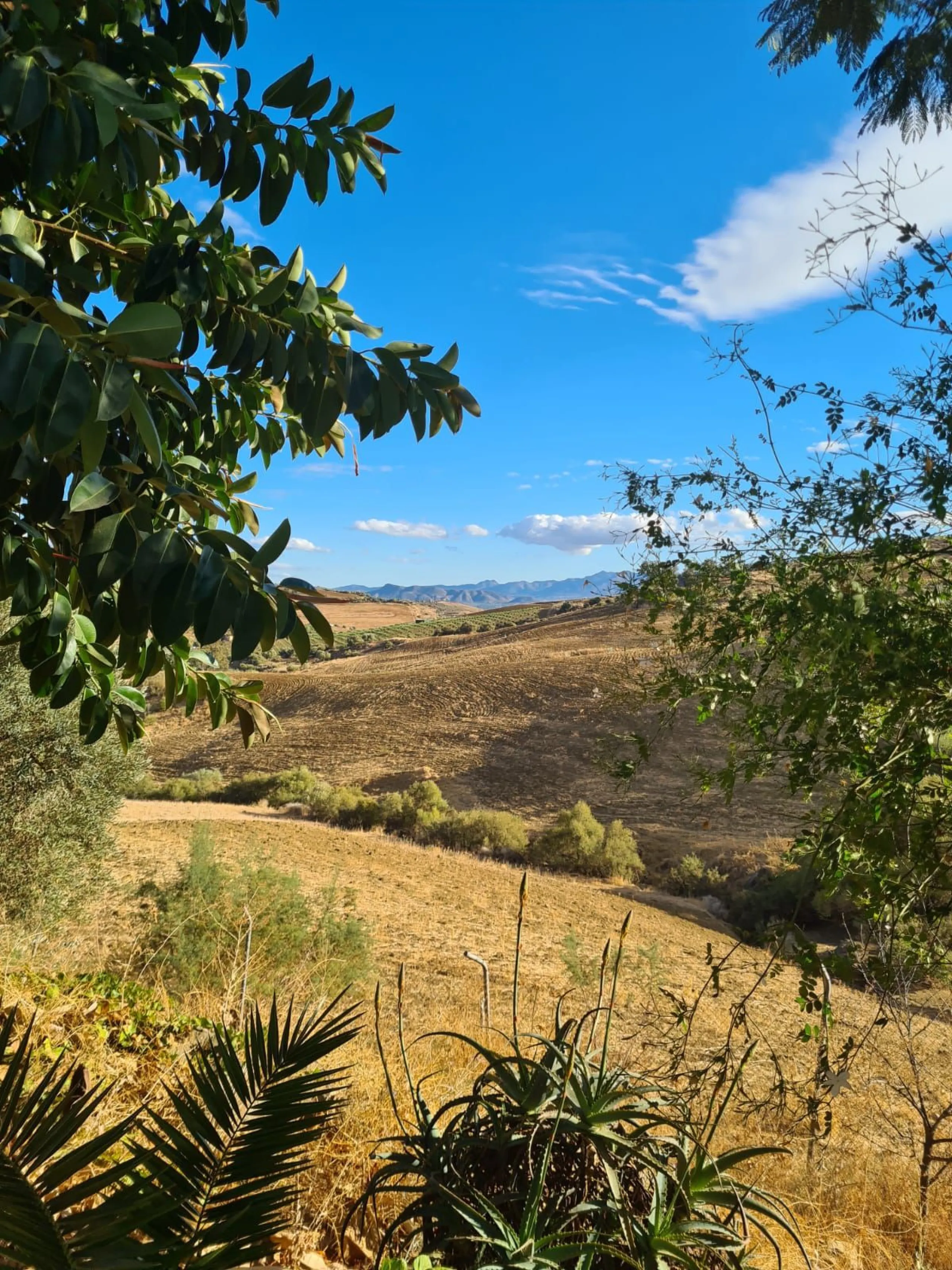 Lovely finca for sale with 120,000m2 land. Good access just 4 minutes from the main road.
