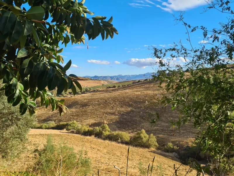 Lovely finca for sale with 120,000m2 land. Good access just 4 minutes from the main road.