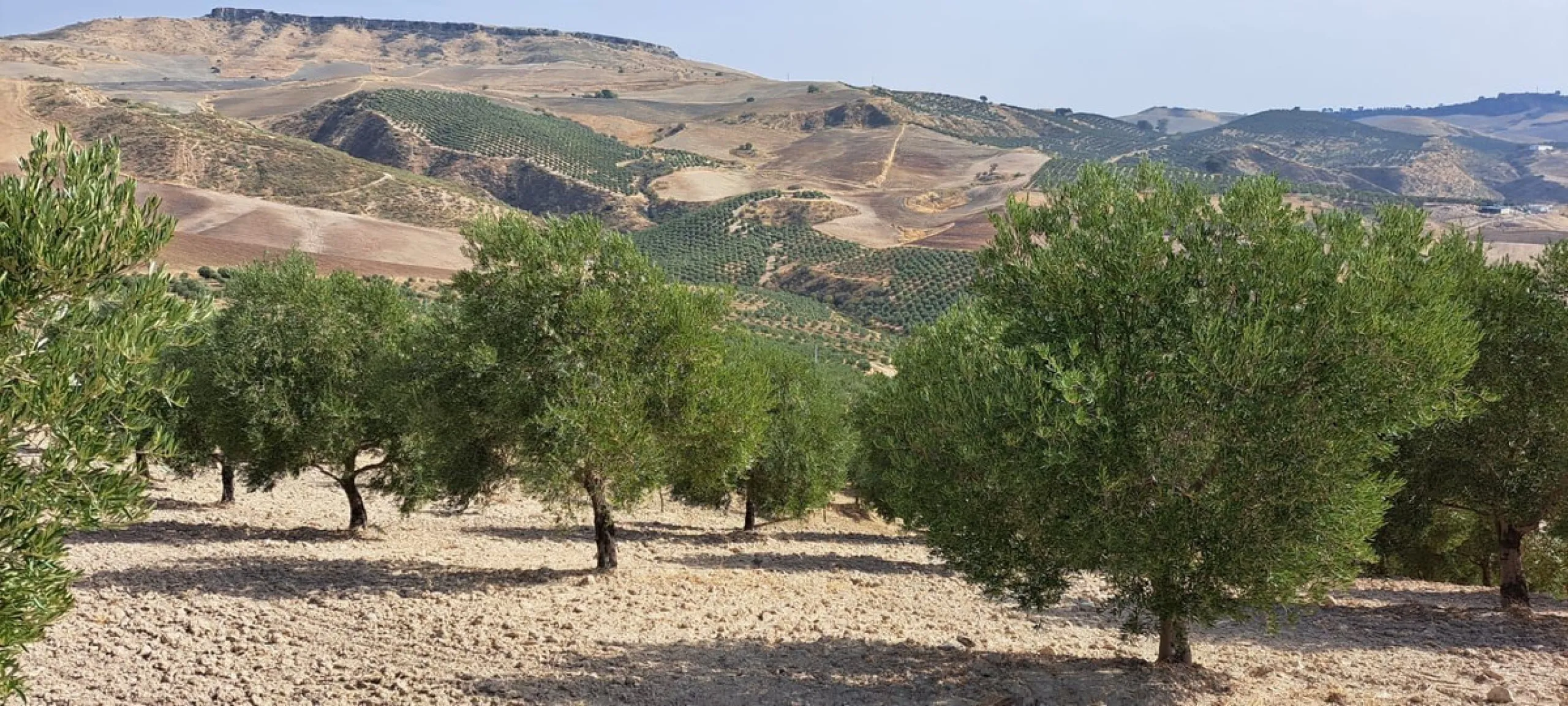 Plot - Land в продаже в Ronda, Málaga. Площадь участка 370000 м²
