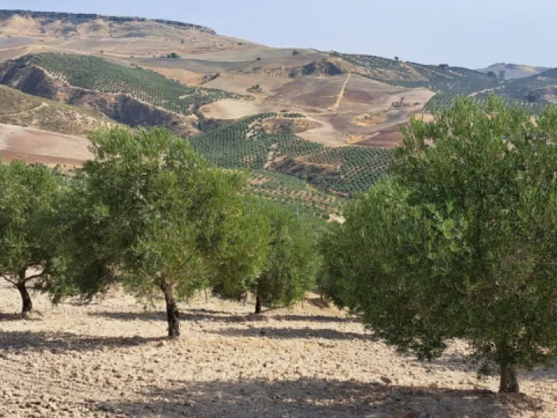 Plot - Land в продаже в Ronda, Málaga. Площадь участка 370000 м²