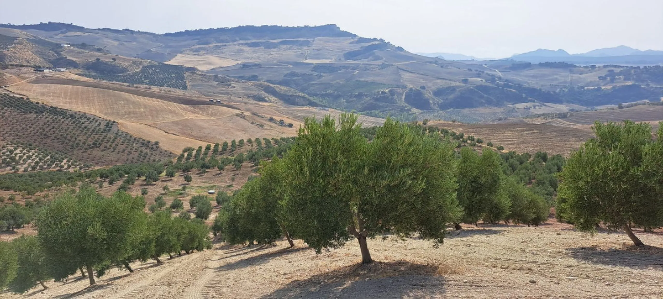 Plot - Land в продаже в Ronda, Málaga. Площадь участка 370000 м²