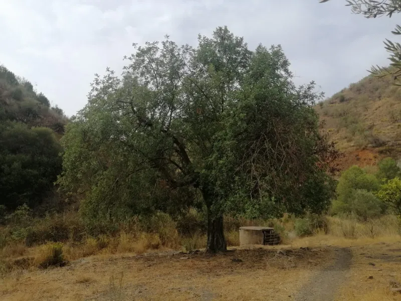 Plot - Commercial Plot в продаже в Cártama, Málaga. Площадь участка 2000000 м²