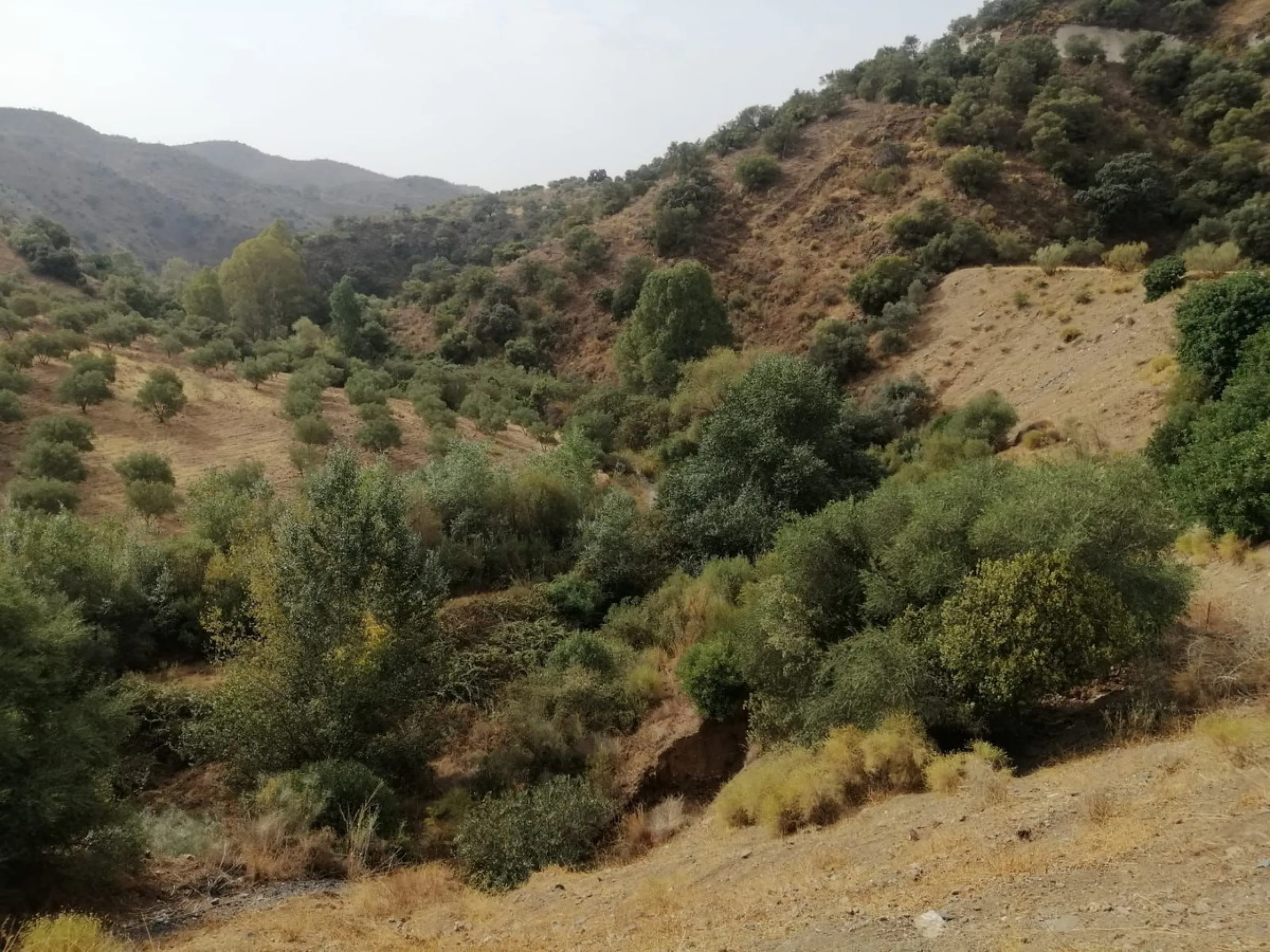 Plot - Commercial Plot в продаже в Cártama, Málaga. Площадь участка 2000000 м²