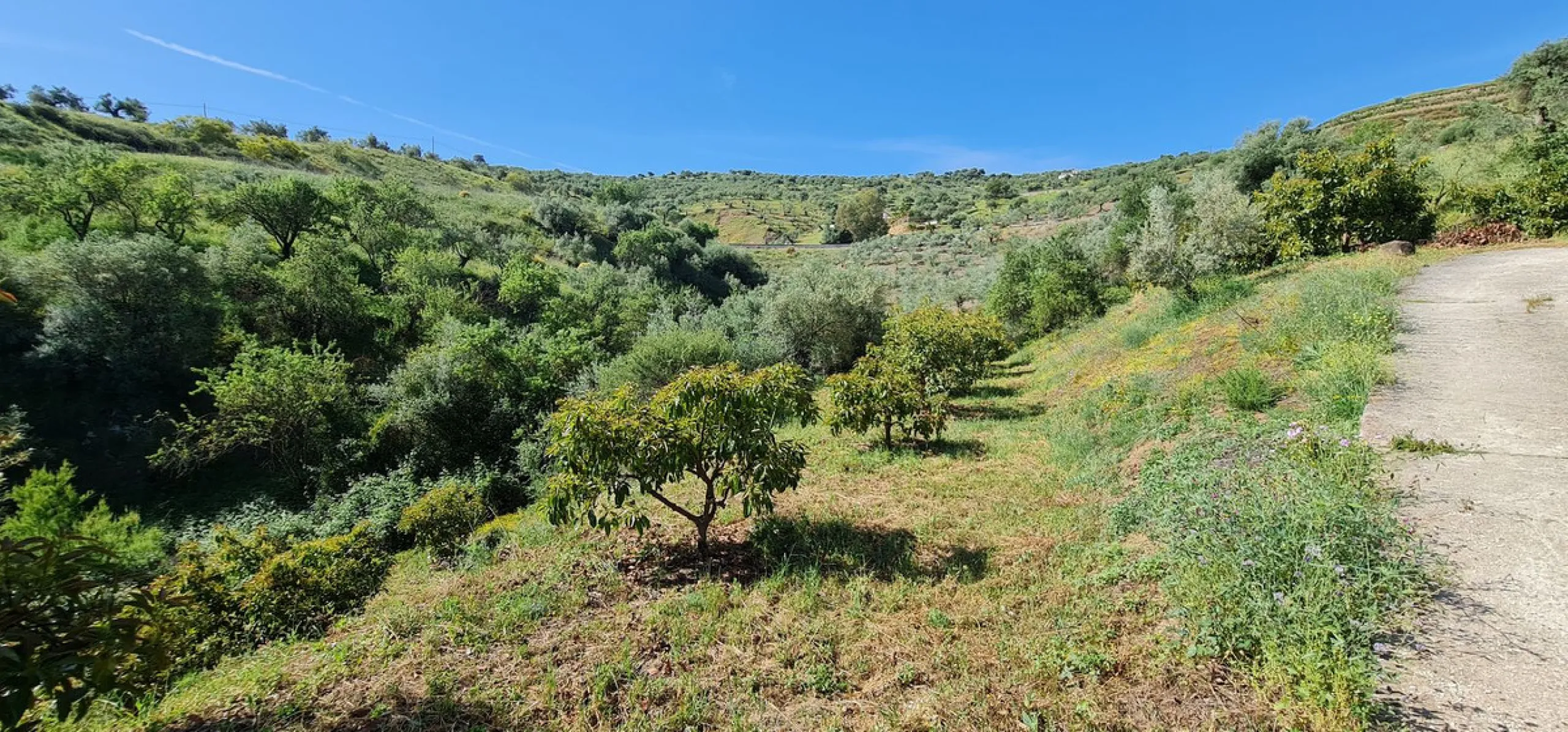 Great opportunity to purchase a total of more than 22.000m2 of land in the area of Tolox, offering different fruit trees, avocado trees and olive trees. There are two plots next to eachother which are to be sold, one plot has a small farm house and has a 