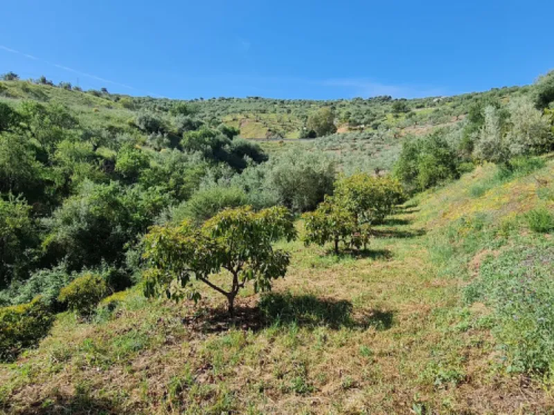 Great opportunity to purchase a total of more than 22.000m2 of land in the area of Tolox, offering different fruit trees, avocado trees and olive trees. There are two plots next to eachother which are to be sold, one plot has a small farm house and has a 