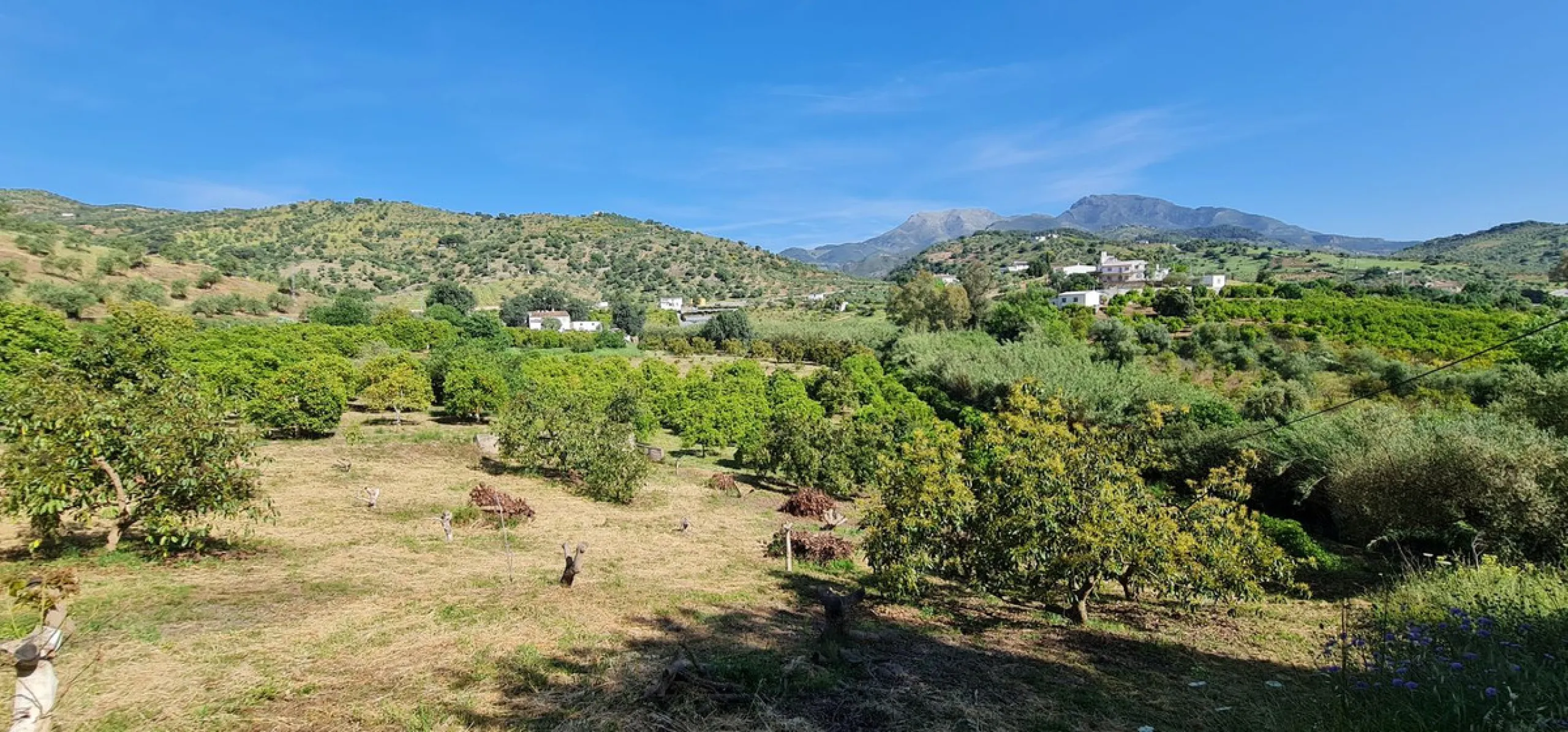Great opportunity to purchase a total of more than 22.000m2 of land in the area of Tolox, offering different fruit trees, avocado trees and olive trees. There are two plots next to eachother which are to be sold, one plot has a small farm house and has a 