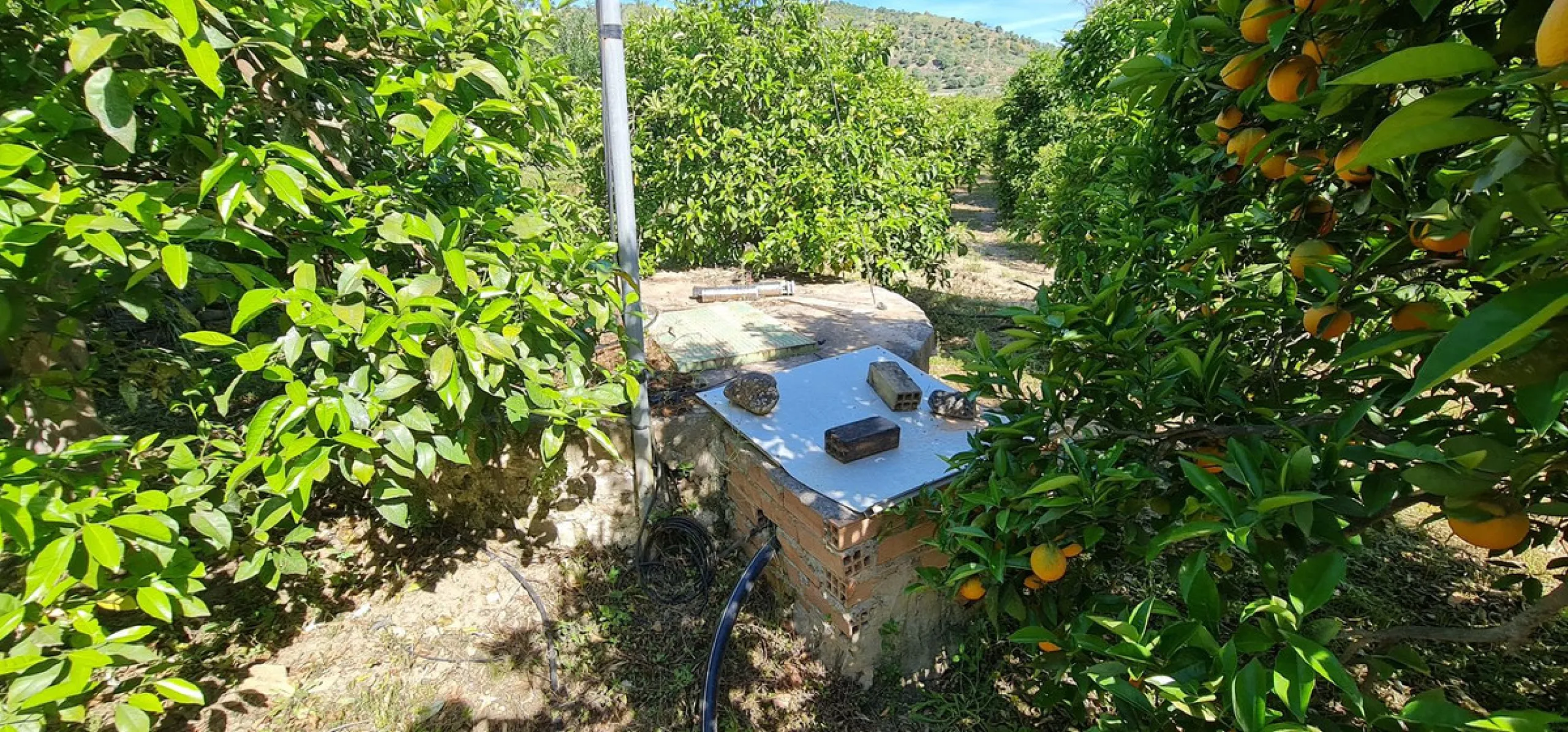 Great opportunity to purchase a total of more than 22.000m2 of land in the area of Tolox, offering different fruit trees, avocado trees and olive trees. There are two plots next to eachother which are to be sold, one plot has a small farm house and has a 