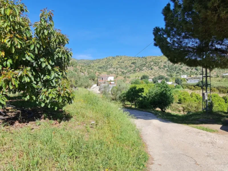 Great opportunity to purchase a total of more than 22.000m2 of land in the area of Tolox, offering different fruit trees, avocado trees and olive trees. There are two plots next to eachother which are to be sold, one plot has a small farm house and has a 