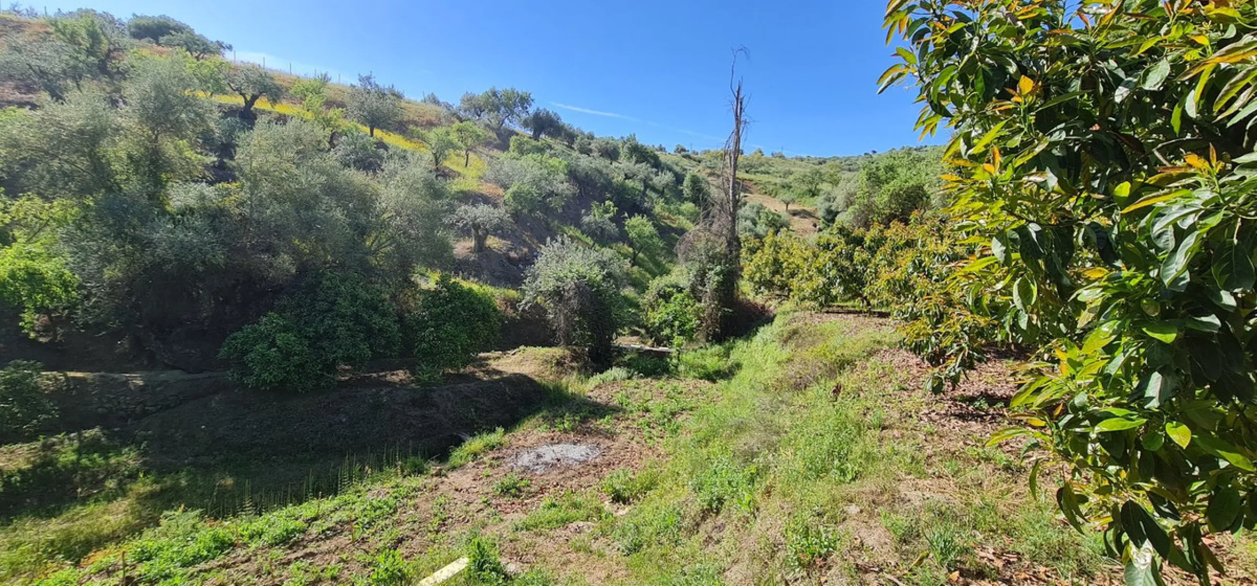 Plot - Land with Ruin в продаже в Tolox, Málaga. Площадь дома 90 м². Площадь участка 12099 м²