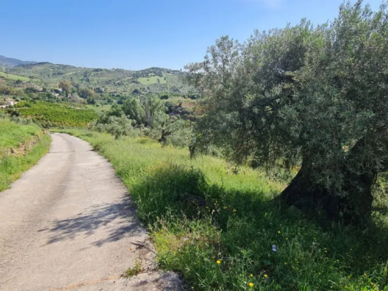 Plot - Land with Ruin в продаже в Tolox, Málaga. Площадь дома 90 м². Площадь участка 12099 м²