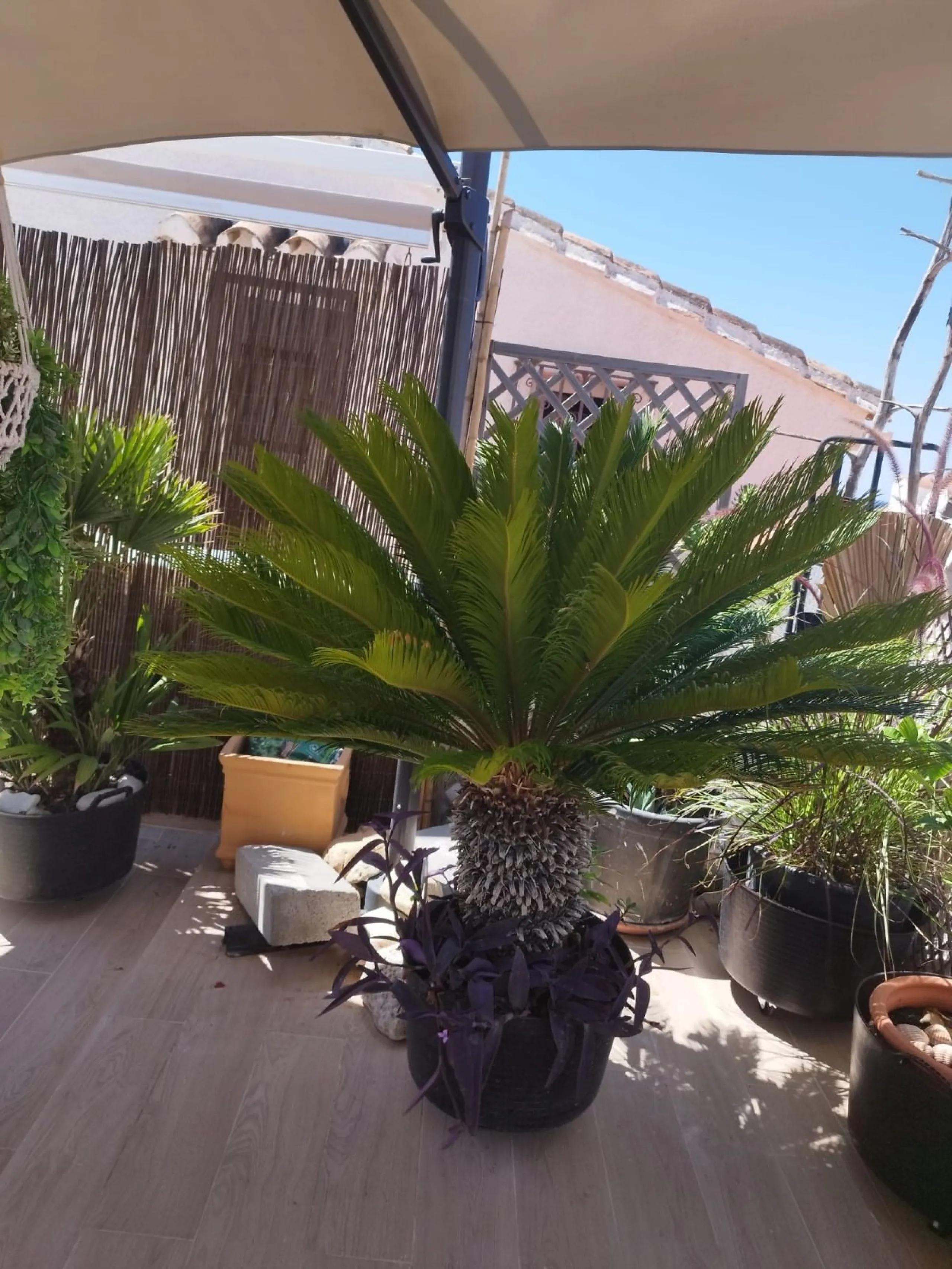 House - Semi-Detached House в продаже в Estepona, Málaga. В доме 3 спален и 4 ванных комнат. Площадь дома 150 м². Площадь участка 50 м²