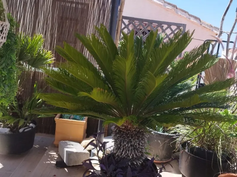 House - Semi-Detached House в продаже в Estepona, Málaga. В доме 3 спален и 4 ванных комнат. Площадь дома 150 м². Площадь участка 50 м²