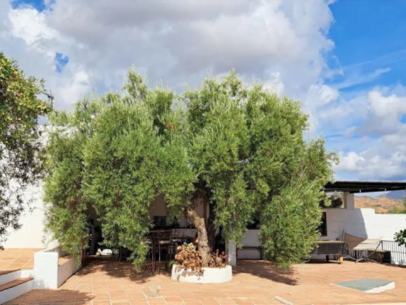 Classic Hacienda in Alora: