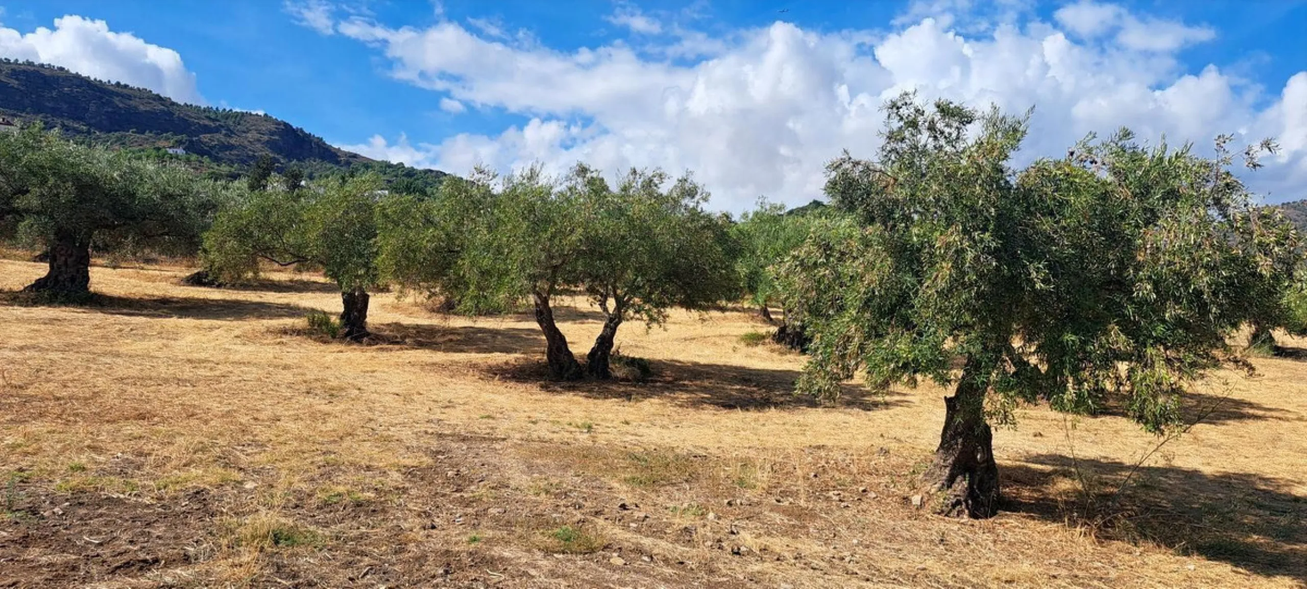 Classic Hacienda in Alora:
