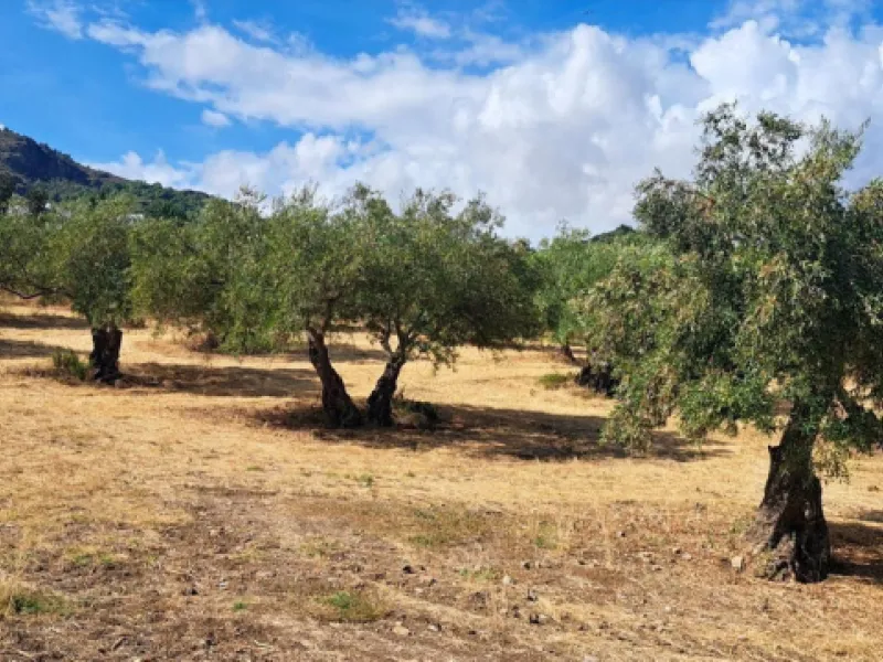 Classic Hacienda in Alora: