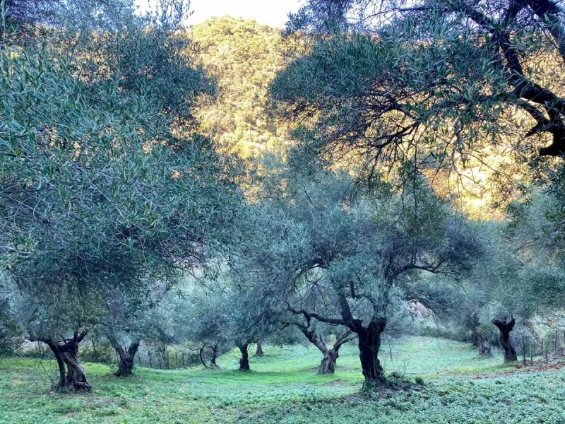 SUPERB RURAL HOME AND LIFESTYLE BUSINESS FOR SALE NEAR RONDA