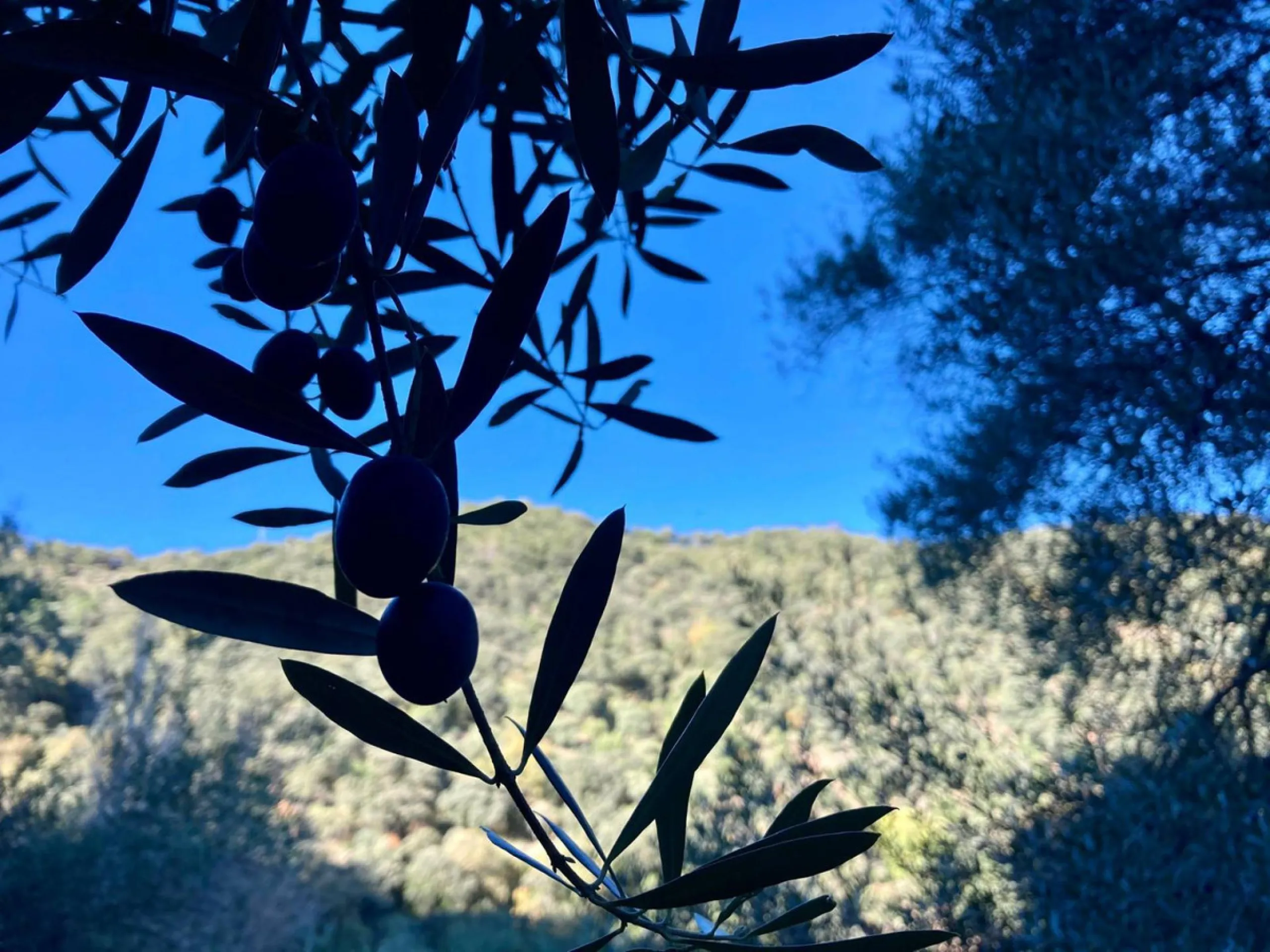SUPERB RURAL HOME AND LIFESTYLE BUSINESS FOR SALE NEAR RONDA